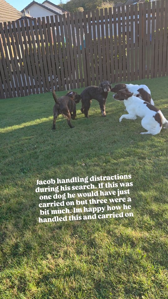 The ability to filter out distractions has always been a huge strong point for Jacob. Its partly training on my behalf but partly just Jacob being who he is. Normally if he's 'working', and one dog tries to interact he will just continue on and ignore the dog, but this was naturally a bit much. Just super chuffed he tolerated this intrusion and carried straight back onto task after.
Just to say this isnt a dig at the dogs, it wasn't the best situation but the owner called them away quickly and because I didnt know they were there I gave no information that I didnt want them approaching so he didn't know. Jacob just looked like he was having a good time and the dogs wanted to join in. I wasn't bothered about the situation, this is just me showing that I was cuffed with Jacob.
#scentsports #scentwork #dogtrainer #dogtraining #cockapoo #giveyourdogajob #petdog #trainyourdog