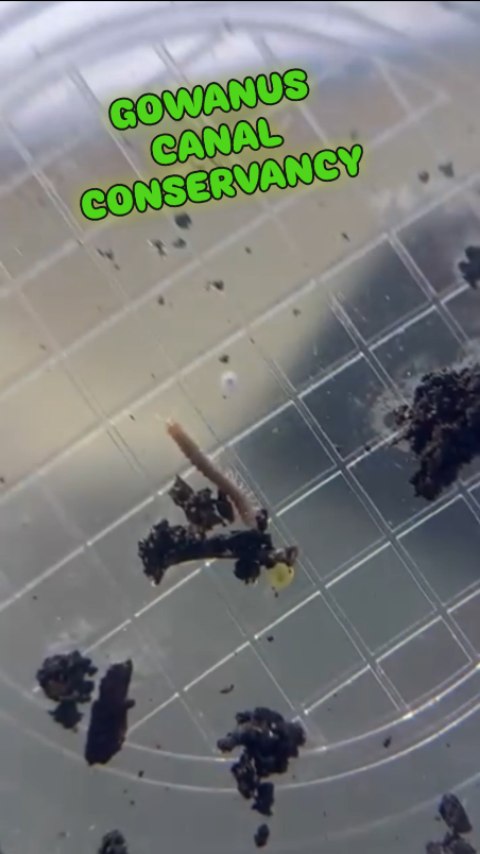 Hands-on learning at its best! Our science class visited the Gowanus Canal Conservancy to study how science and community create a better NYC. #gowanuscanalconservancy #forsythsatelliteacademy #nyc #highschool #experientiallearning #nycpublicschools #schoolisfun #transferhighschool #forsyth #schooltrip #scienceclass