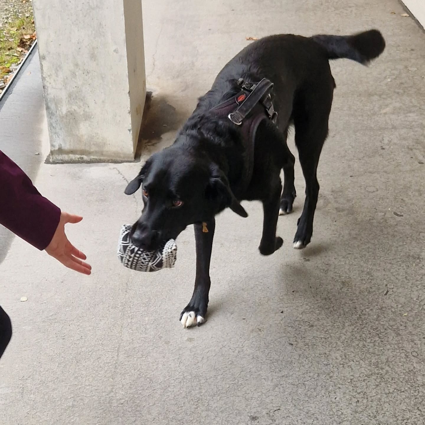 Auffrischungstraining mit Yuri 🐕🦺🐾
#assistenzhundeschweiz #assistenzhundeverein #assistenzhundeausbildung #assistenzhundetraining #hundetraining #vereinpawsandyou #pawsandyou #gemeinnützig #geprüfterassistenzhund