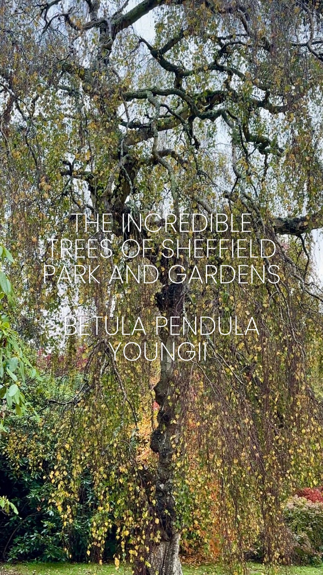 Betula pendula ‘Youngii’ AKA Young’s Weeping Silver Birch
If you like a tree with a weeping habit, this could be the one for your garden. Slow growing, this specimen is over 100 years old and around 8 metres tall. An added attraction is the characteristic silver birch bark — rough, white, and marked with dark fissures that develop as it matures. Small, heart-shaped dark green leaves turn yellow in autumn, and yellow-brown catkins appear in spring.
Fully hardy. Suitable for most soils but best sheltered from coastal winds.
Joe mentions the Parotia at the end — and yes, we accidentally shared that one early! If you haven’t seen it yet, scroll back to yesterday’s post to catch up. We promise you won’t be disappointed! We still have a few more beautiful trees to show you, so do check back soon! 🌳
⸻
ABOUT: Joe Perkins Design is a multi-award-winning landscape design consultancy, creating innovative outdoor spaces that celebrate the environment, wildlife, and biodiversity. Working across the UK and internationally, we partner with clients who share our passion for sustainable and visionary design. Discover more about our work at: www.joeperkinsdesign.com