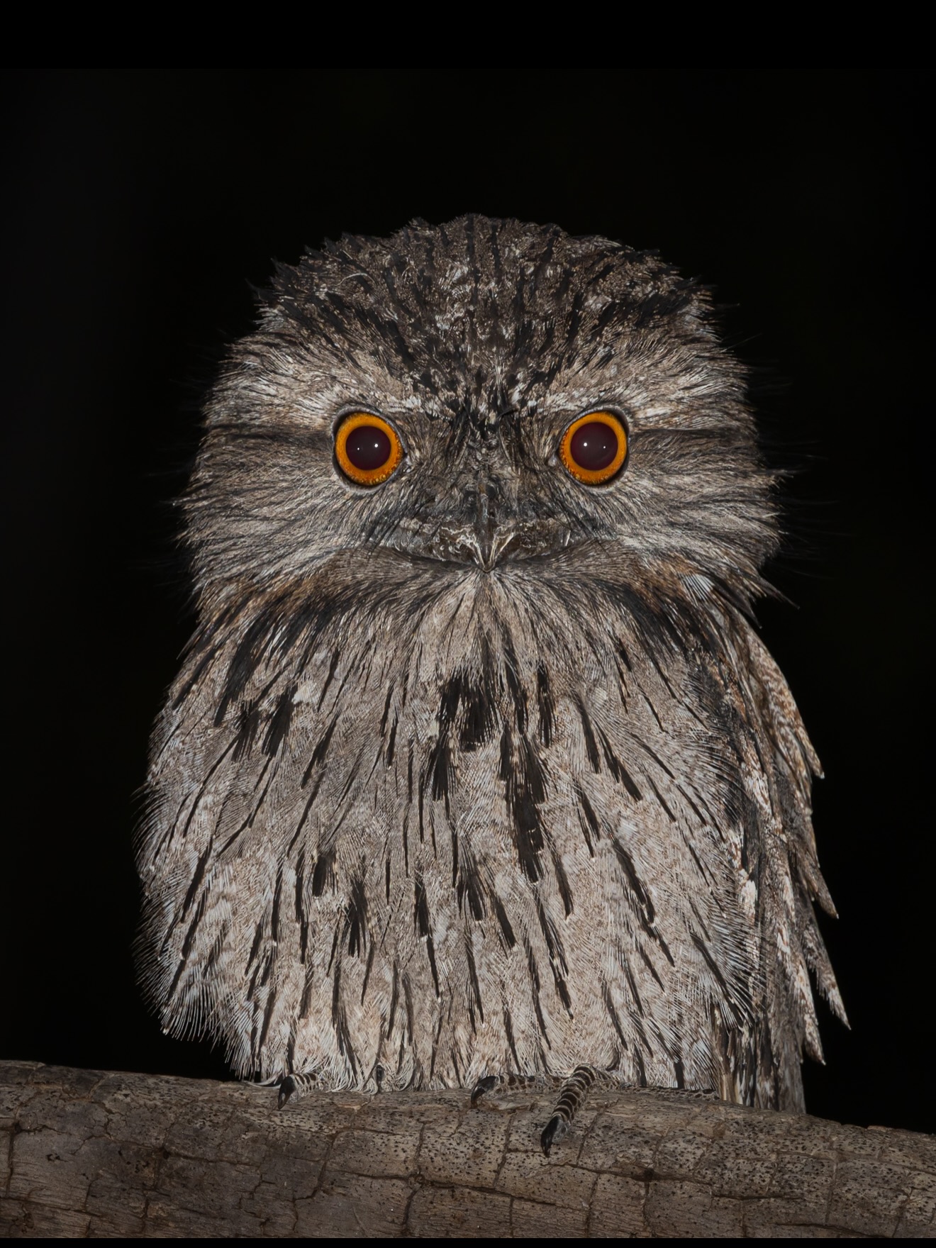 I was super lucky tonight, this cheeky little Tawny Frogmouth let me hang with him for the best part 10 minutes, you could say he… didn’t give a hoot..that I was taking pics.
#ausgeo #tawnyfrogmouth #birdsphotography
#wildlifephotography #australianbirdsofinstagram
#nature #canon #RF100mm500mm