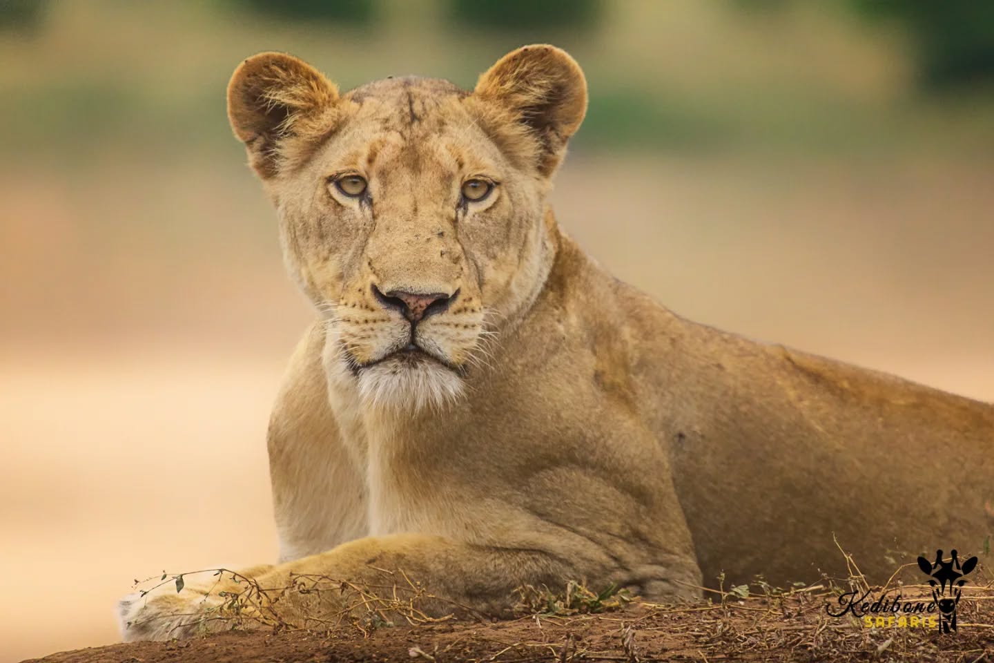 The queen of the pride. π¦πΎ
Follow:π
@kedibone_safaris
#lions #bigcats #big5 #malelion #krugersafari #naturewildlifephotography #specialmoments #kedibonesafarifamily #krugernationalpark
#bestsafaribyfar #gamedrives #wildlife #wildlifephotography #wildlifelovers #nature #natgeowild #besttimeever #wildographydudette #safariphoto #phalaborwaco #Africa #southafrica #girlpower #wedotourism #ilovesouthafrica
@krugernationalpark @phalaborwa.co.za @renataewaldwildlifephotography @meetsouthafrica