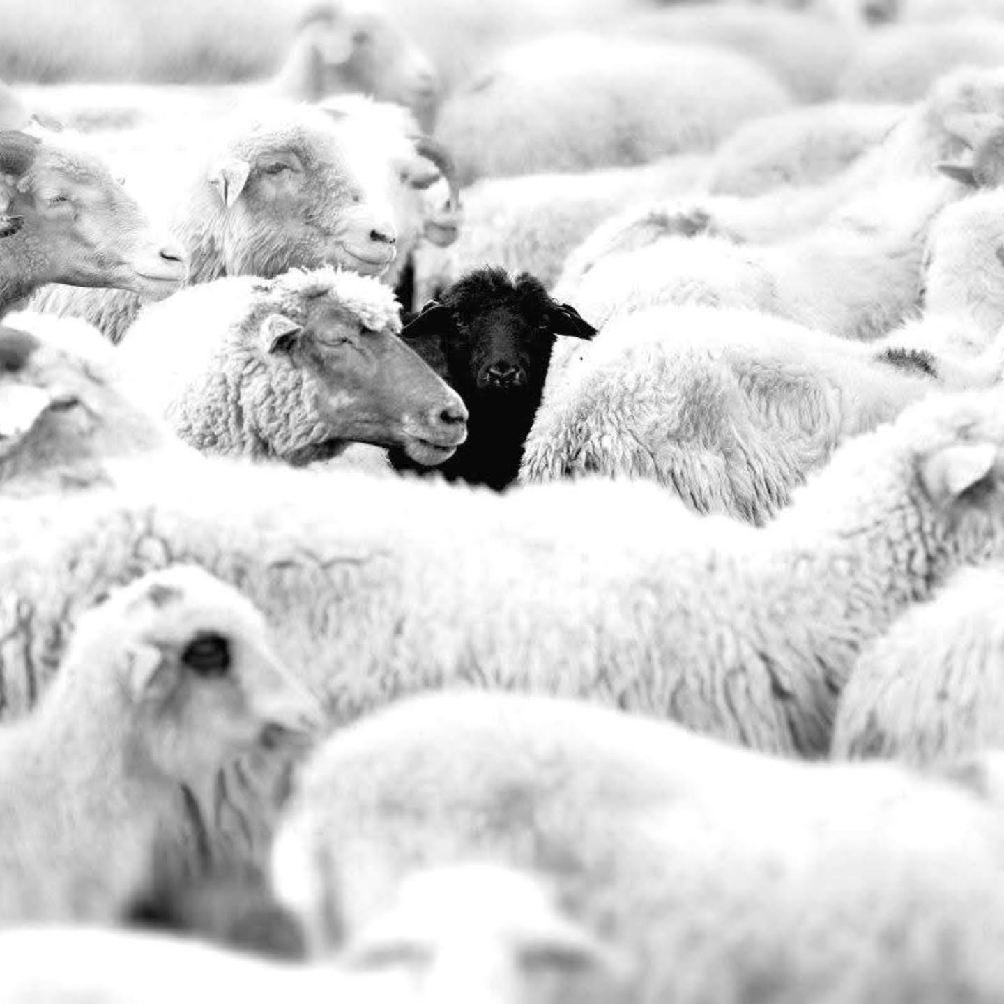 There’s a black sheep in every herd.
You laugh at us for being different —
but we laugh at you for being the same.
We were never meant to blend in…
we were born to stand out. 🐑🖤
#babablacksheep #blacksheepproject #blackfuckinsheep #leavetheherd