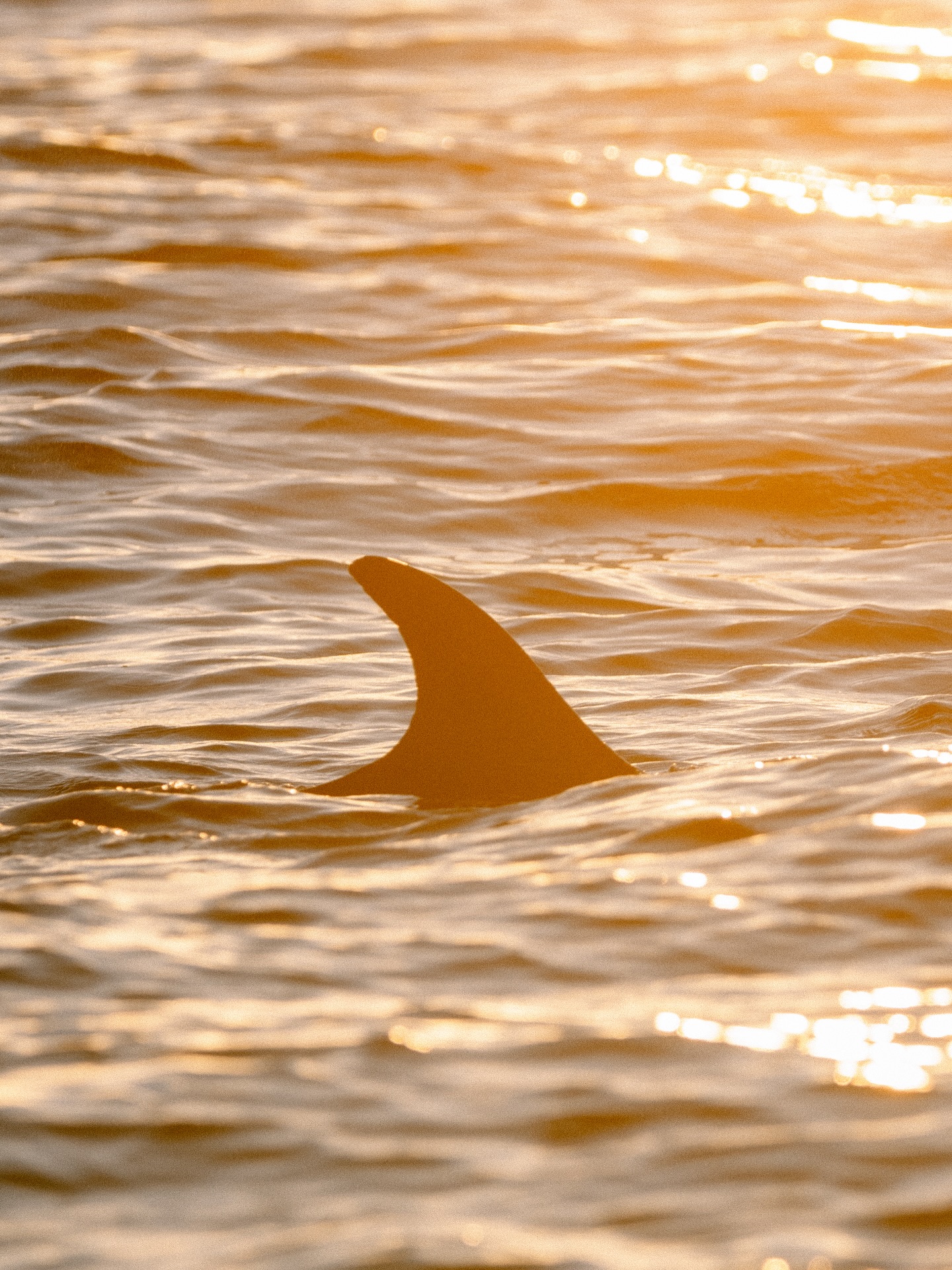 Imagina esa mañana muy temprano… el cielo apenas se tiñe de luz, llegas al punto de encuentro en la Marina, nos reunimos con el capitán, subimos a la embarcación y el mar ya nos da la bienvenida. 🚤
Escuchamos a nuestras guías compartir información importante sobre la vida marina y, de pronto, el momento llega: delfines, ballenas, lobos marinos, aves… incluso tortugas aparecen entre los primeros rayos del amanecer. 🌅
Una experiencia que desde el inicio te conecta con el océano.
¿Qué especie esperas con ansías ver esta temporada? 🩵
— ENG —
Imagine that early morning... the sky is just beginning to lighten, you arrive at the meeting point at the marina, we meet the captain, board the boat, and the sea welcomes us. 🚤
We listen to our guides share important information about marine life, and suddenly, the moment arrives: dolphins, whales, sea lions, birds... even turtles appear in the first rays of dawn. 🌅
An experience that connects you to the ocean from the very beginning.
What species are you looking forward to seeing this season? 🩵
-
-
-
-
-
#sustainabletravel #ecotourism #responsibletravel #greentravel #naturelovers #whalewatching #loscabosadventure #oceanconservation #wildlifeencounters #explorenature #conservationtravel #marinelife #whalemigration #ecofriendlytravel #naturephotography #sustainabletourism #protectouroceans #travelwithpurpose #discoverwildlife #whaleseason #greendestinations #oceanwildlife #responsibletourism #preservenature #adventuretravel #protectmarinelife #ecotour #wildlifeconservation