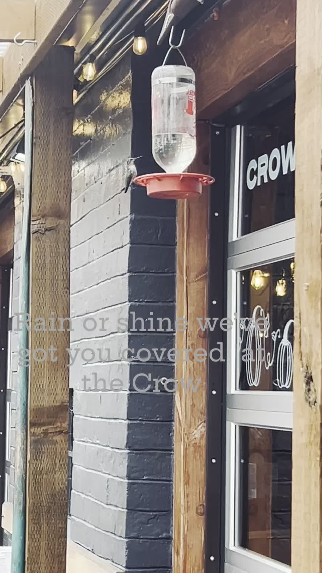 Fly on in
#crowandcart #rainyweather #sweaterweather #birdsofinstagram