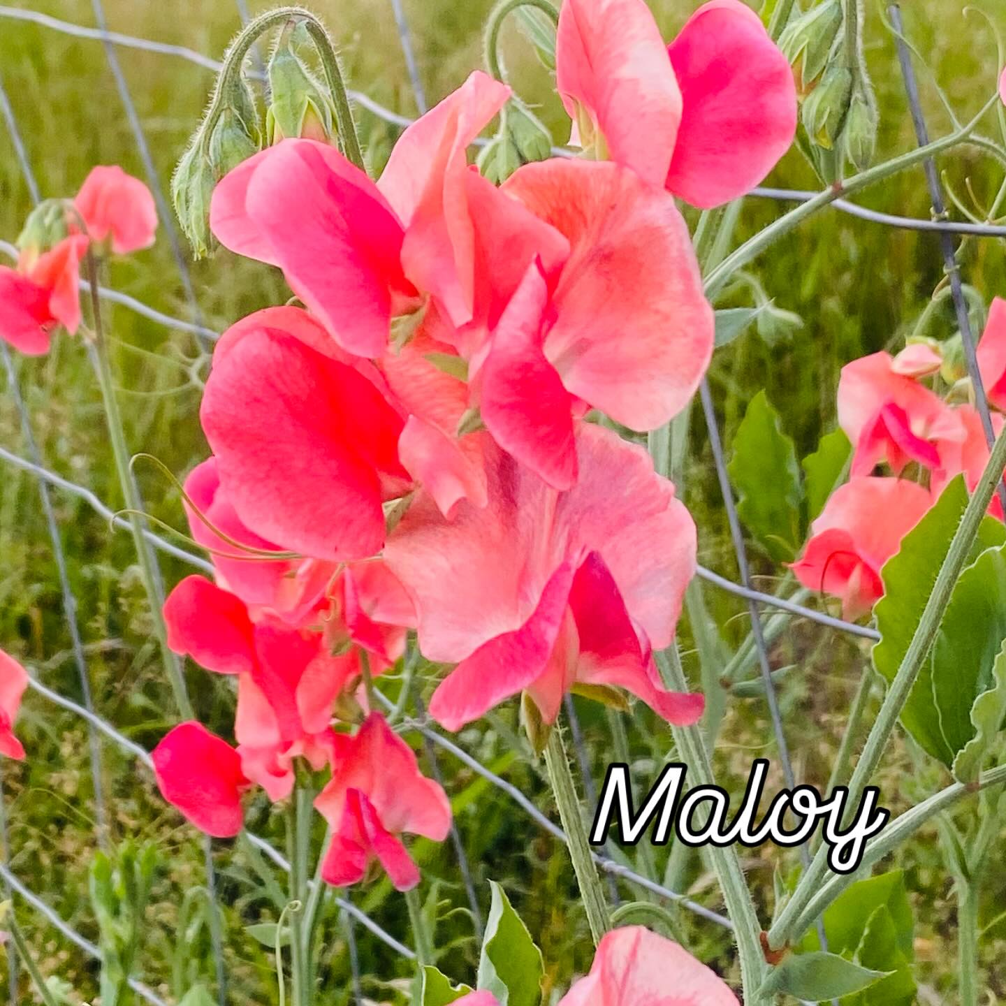 Farm Diaries
Wednesday was a scorcher of 40 degrees and I was really nervous that my sweet peas would drop their buds. Most have already set seed except for Maloy and Kings Ransom so I went out first thing in the morning to peg the kids old bed sheets to the trellises to protect them…I don’t know what my neighbours must think 😂
I guess it worked though because they are looking fantastic.
Have you ever grown Maloy? This is my first time and it’s my new favourite! It’s an iridescent coral that as it turns out is excellent in the heat. It is an awesome example of how incredible colour in nature can be and I’m glad to drink in simple pleasures like this.
#sweetpeamaloy #hottestdayinspring #imustgrowflowers #sweetpeaseeds