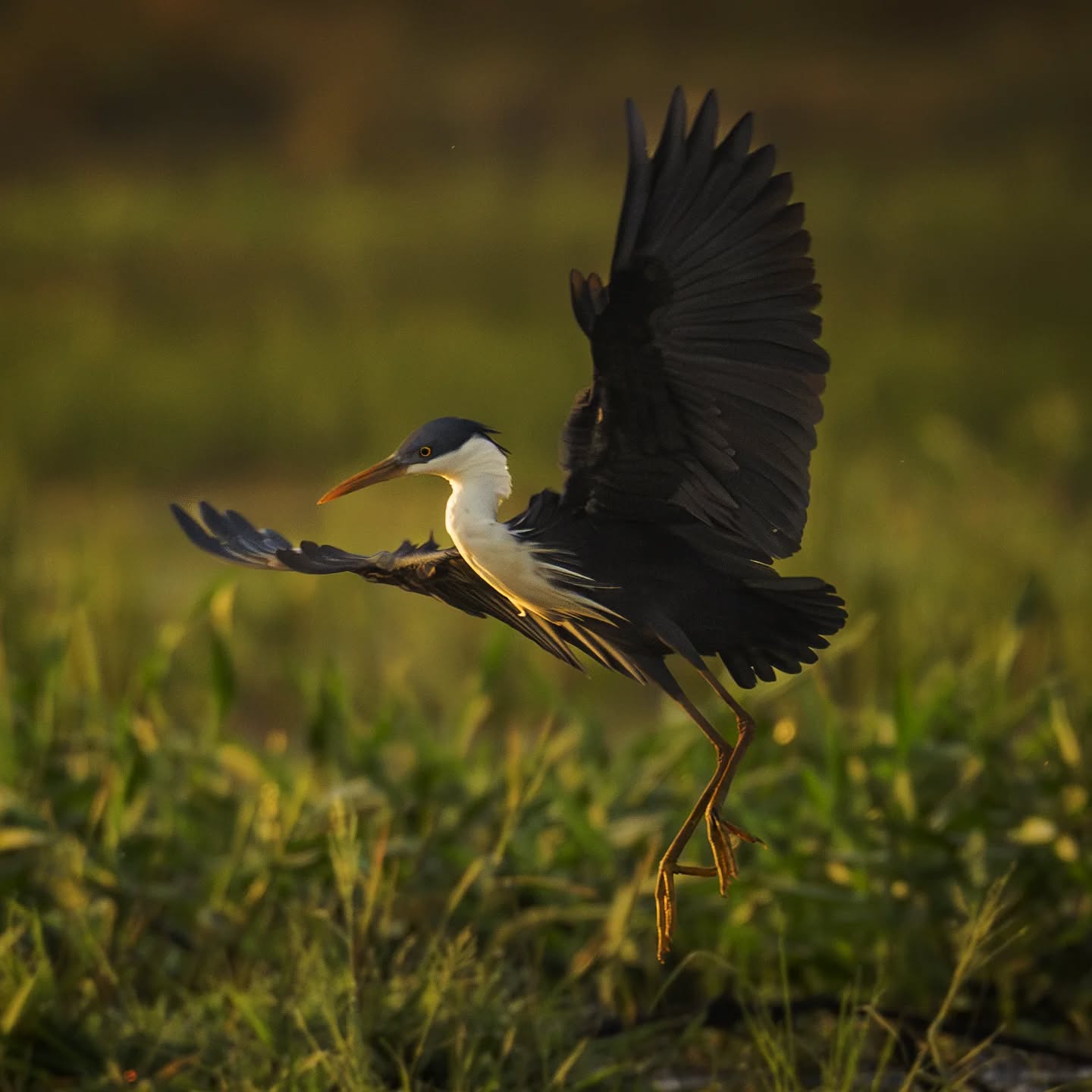 Memories of Darwin...
A pied heron in the early morning mist
@aneyefordetails
#bird #birds #birdphotography #birdsofinstagram#animalsofinstagram #wildlifeofinstagram #wildlifephotography #nature #naturephotography #wild_perfection #wildlifeaddicts #nikon #nikonaustralia #planetearth #nationalgeographic #australiangeographic #darwin #northernterritory #tourismaustralia