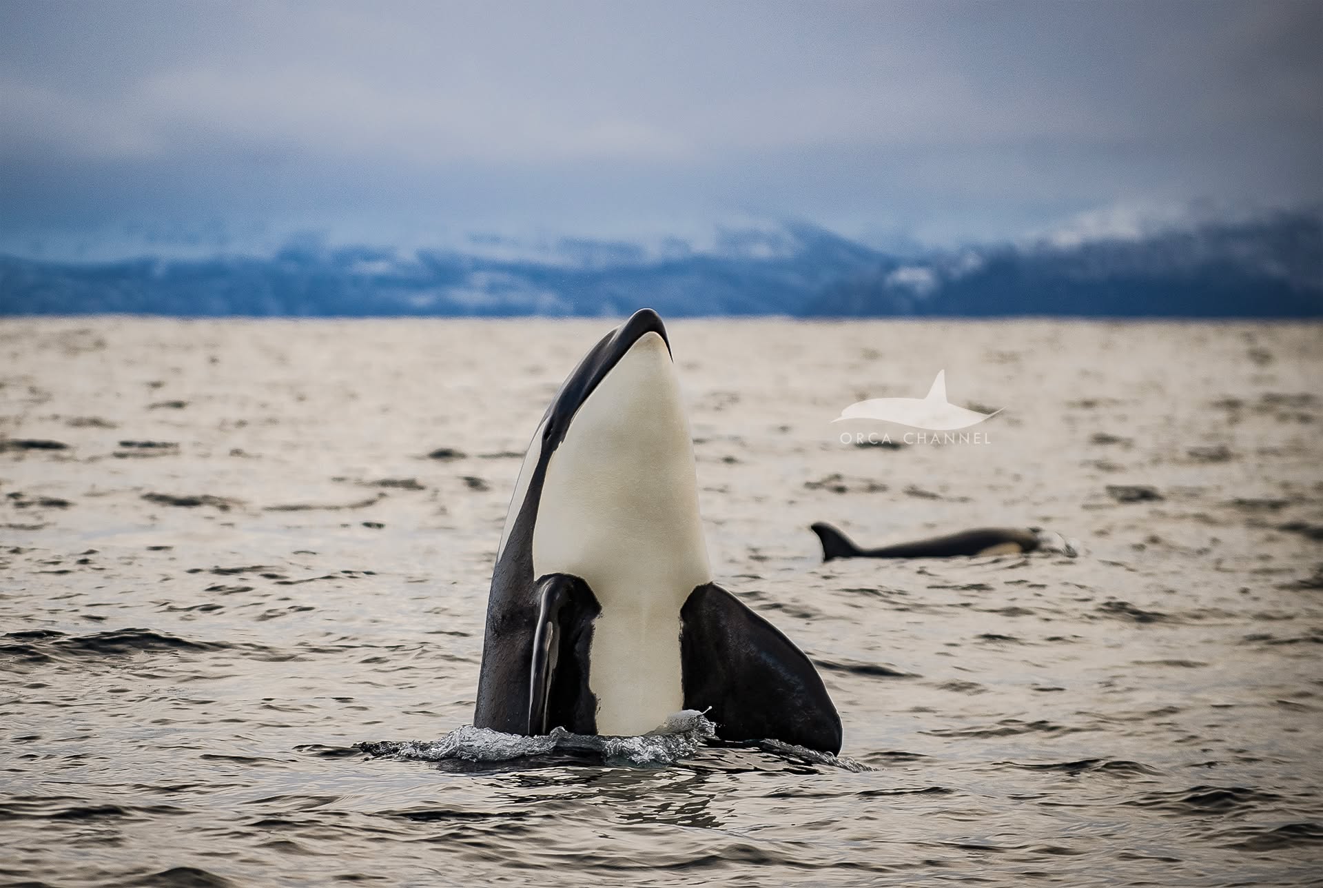 📷 Krisztina Balotay @krisztinabalotay @orca.channel