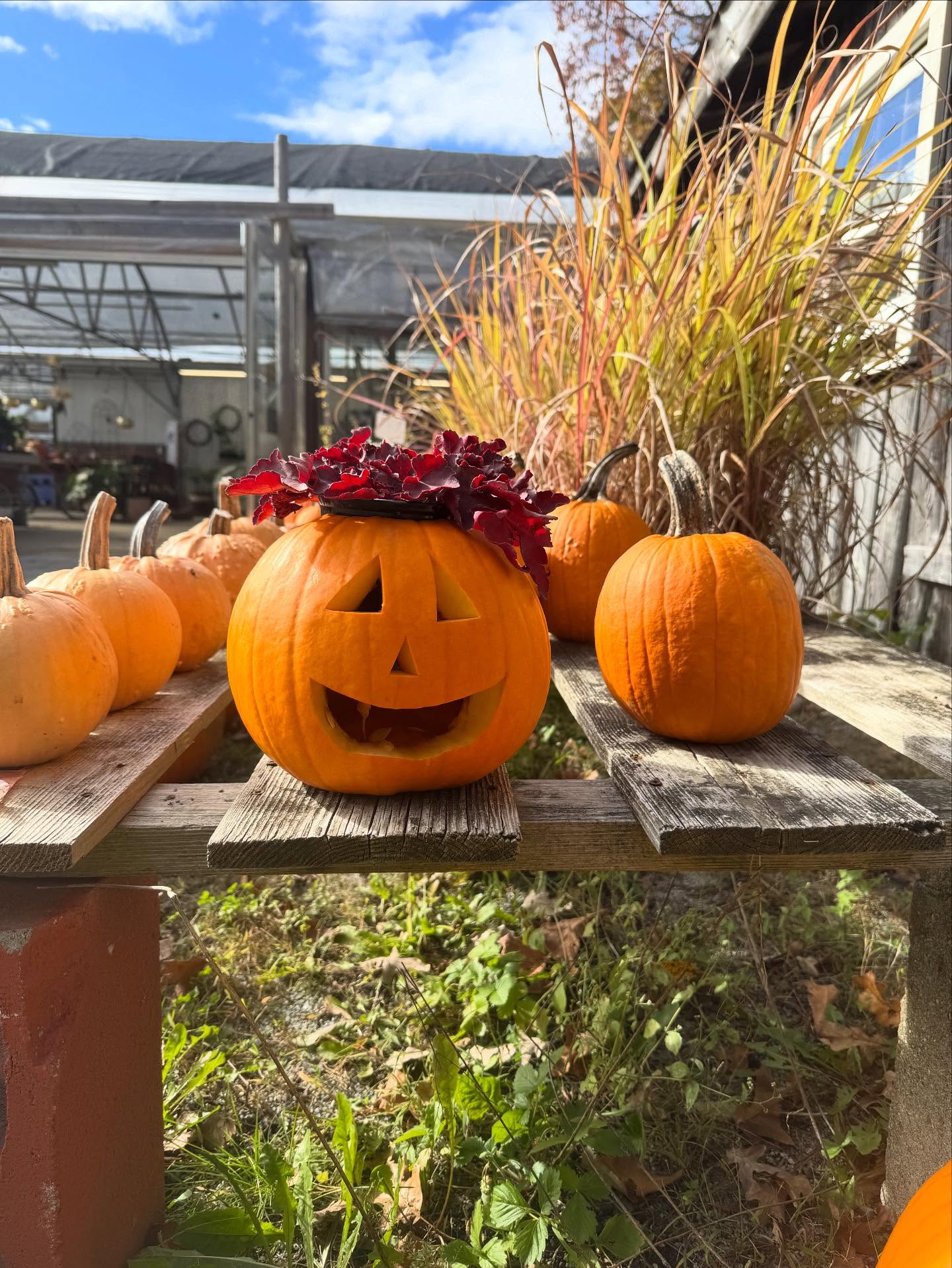 last weekend before ✨the end✨
and we still have plenty of carving pumpkins! 🎃