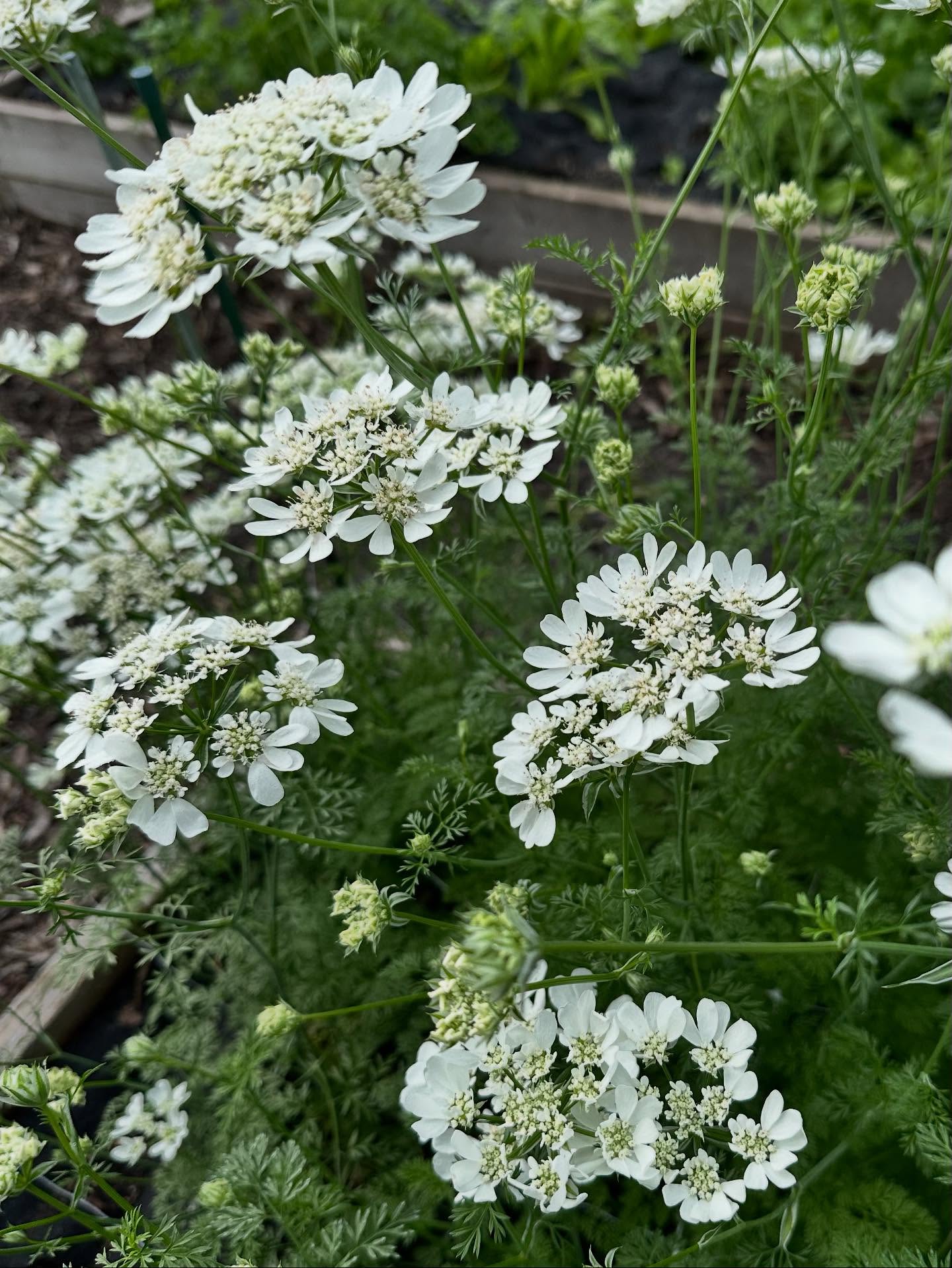 I’ve been growing Orlaya for a few years now, and it’s become a must-have in my garden. Florists love it for its delicate, lacy blooms and long, graceful stems that add such an airy touch to arrangements.
It’s a cool-season flower that thrives in spring and early summer. It’s reliable, productive, and always beautiful in bouquets, but it’s especially lovely displayed in pin frogs where each bloom can shine on its own.
#orlaya #whitelaceflower #cutflowers #minnesotaflowers #seasonalflowers