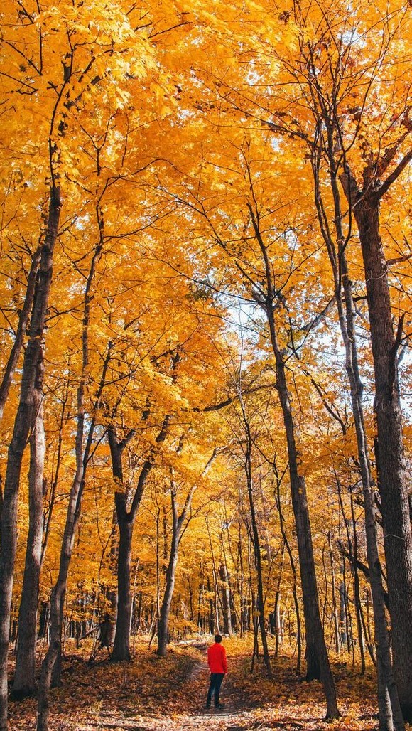 🍁Fall Colors are near peak across Starved Rock! Now is the time to hit the trails, soak it in, and make the most of the season! 🍂