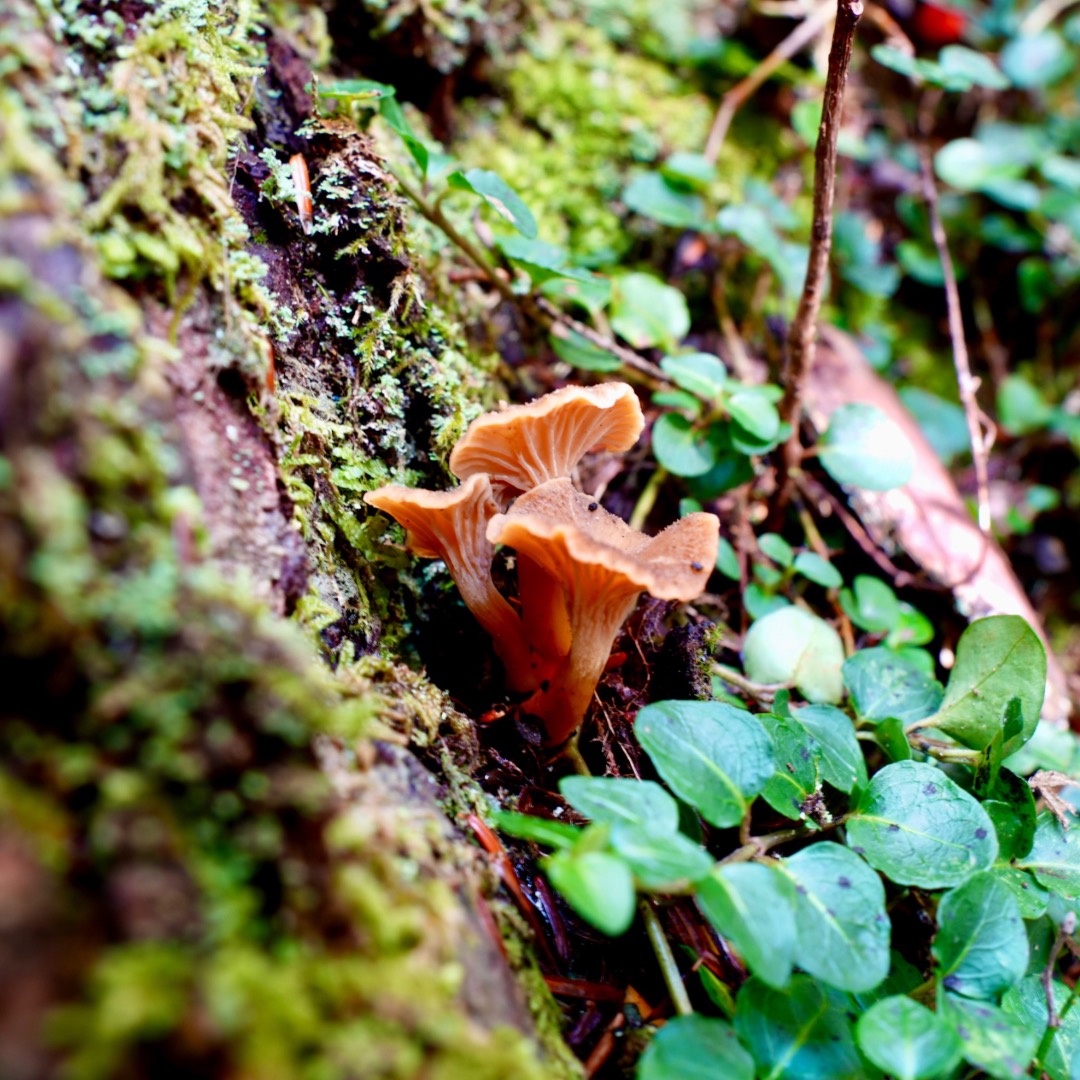 Autumn magic at every level, even the forest floor 🍁🍄