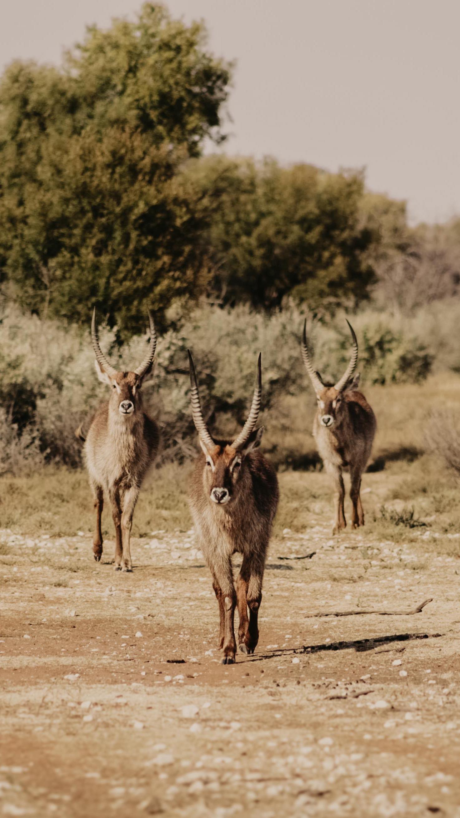 Step into Africa’s heart.
Move, breathe & awaken. Surrounded by nature’s raw beauty.
#yogaretreat #yogasafari #southafrica
