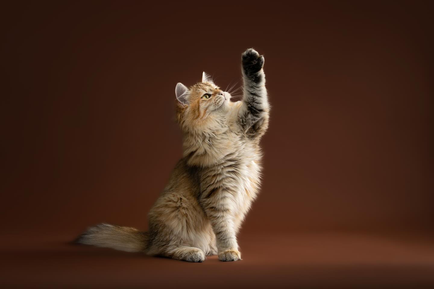 De eerste kat! 🐈
Wie had dat gedacht. Dat er ooit een kat voor mijn lens kwam te staan. Iets wat ik zelf niet had verwacht, het was een redelijk spontane beslissing en dacht ik: waarom niet gewoon eens proberen? Op mijn oproep kreeg ik erg veel leuke reacties. Mango was daar één van! 🐱
#kattenfotografie #fotostudio #hondenfotograaf #nijmegen #huisdierportret