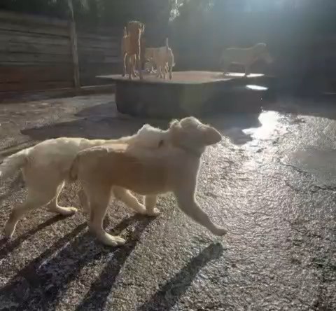 When you find your friend at Doggy Daycare ❤️❤️🐕