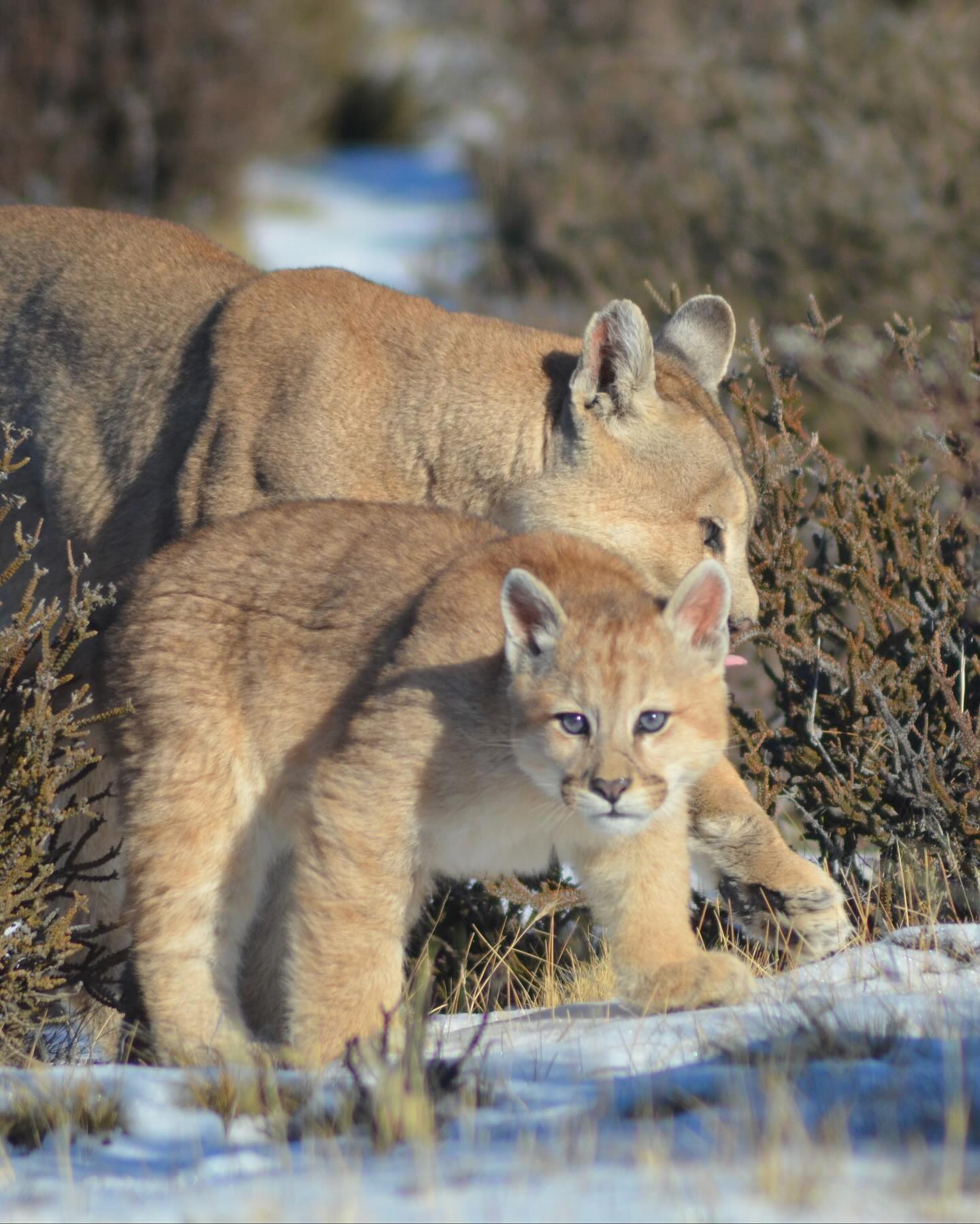Raya y sus Cachorros 🐾❤️
La Raya y sus cachorros nos recuerdan por qué trabajamos día a día por la conservación. Cada familia de pumas y su entorno protegido son un símbolo de la Patagonia que queremos preservar.
Ahora con el nuevo jockey de puma de @wild_lama con tecnología NFC, podrás seguir de cerca a esta linda familia: historias, fotografías y actualizaciones directamente desde la Patagonia.
Además, en el enlace de nuestro perfil e historias puedes apoyar nuestro trabajo y ser parte de esta historia. 💚
Acercarte a la fauna silvestre y mostrarte por qué su protección es esencial para el equilibrio del ecosistema, es una de nuestras misiones. 🌿
-
Raya and Her Cubs 🐾❤️
Raya and her cubs remind us why we work every day for conservation. Each family of pumas and their protected environment is a symbol of the Patagonia we strive to preserve.
With the new @wildlama puma cap featuring NFC technology, you can follow this family’s journey — stories, photos, and updates straight from Patagonia.
Additionally, through the link in our profile, you can support our work and become part of this story. 💚
Bringing you closer to wildlife and showing why protecting these species is essential for the balance of our ecosystem is one of our missions. 🌿
📸: @rulos.nomades @nuco_fotografia @bushnelltrailcams
📍: @estancia.cerroguido
#PumasDeCerroGuido #ConvivenciaGanaderíaFauna #FundaciónCerroGuido