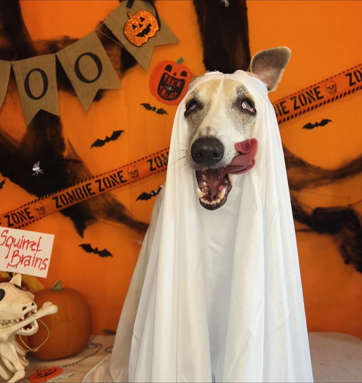 PetStop's Halloween week celebrations have finally arrived for the fluffy rascals, cheeky mischief-makers, and spooky little monsters 👻🎃🐶 swipe ➡️ if you are brave 😈
.
.
.
.
.
#petstoplondon #halloween #halloweendog #spooky #doggydaycare #dogsofinstagram #dogsoflondon