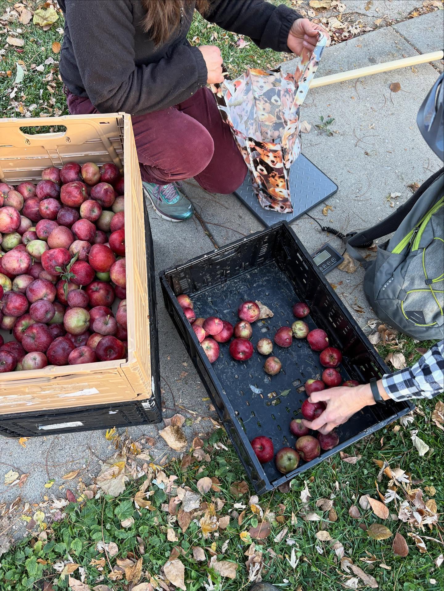This long fall has allowed us to glean much further into October. We’re grateful for every one of you community members who has stepped up to help harvest and distribute these beauties. From cherries, to peaches, plums, pears and apples we shared over 11,700 pounds of fresh fruit (and kept it from going to waste).
On the subject of food: Your/our communities that require food assistance are in immediate need. It’s never been easy and now there’s a call for us to
step up. Food is a right. Period. Not a manipulation or has to be earned.
We are about action here and if you’re
wondering what to do:
🌱 Support food pantries with dollars to help them purchase food due to the increased demand
🌱 Support mutual aid organizations.
🌱 Have extra food? Free refrigerators are dotted through the city, visit one to take what you need (or leave what you can). 🌱🌱 There are restaurants who are collaborating right now to raise funds.
🌱 There are apothecaries, brew houses, food halls, pasta makers that are organizing food drop offs.
🌱 Volunteer to work a shift at a food rescue organization.
Every bit of care we extend will affect someone’s life. Let’s step up. 🍎
#foodforall #wetendtogrow #community #foodisaright #freshfoodaccess #reducefoodwaste