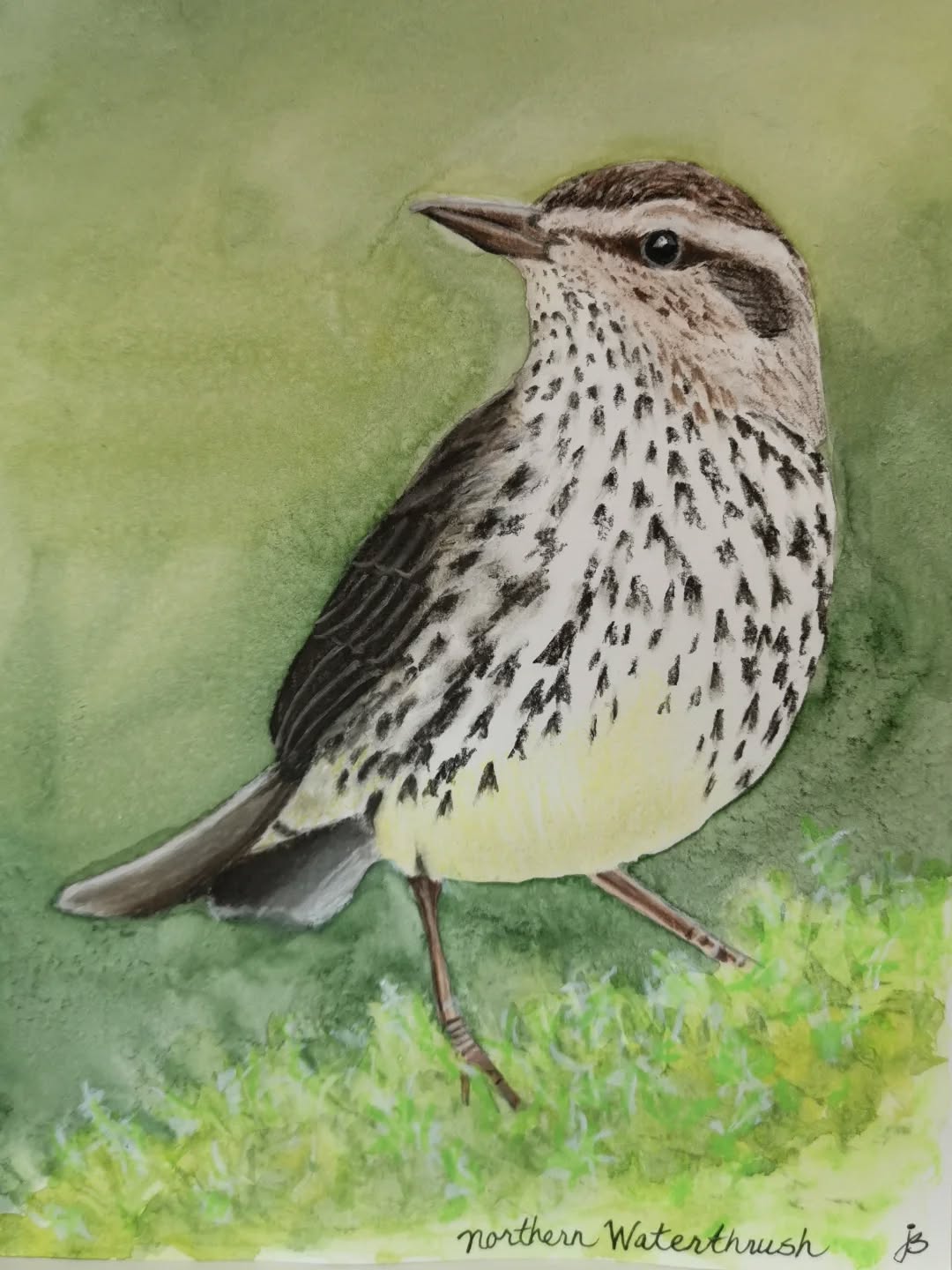 Northern Waterthrush
1-despite its name this bird is part of the warbler family, not the thrush family
2-this is not watercolor! I did the bird with my new @fabercastellglobal Pitt pastel pencils!!! And the background with new @kuretakejapan gouache watercolors!
Day 23 #Birdtober2025 #birdtober
This year I'm using watercolor, neocolors II, pastel and pencil crayons, charcoal, and gelly roll pens. Whatever floats my 🐦
I'm working on Clairefontaine watercolor paper 5.8x8.3" (A5) cold press paper.
@aholmesartstudio #ilovebirds #bird #birdartist #birdart #birddrawing #birdpainting #birdillustration #birdnerd #birbs #painting #drawing #illustration #birdchallenge #watercolorart #watercolorpainting #pencilsketch #fabercastell #clairefontainepaper