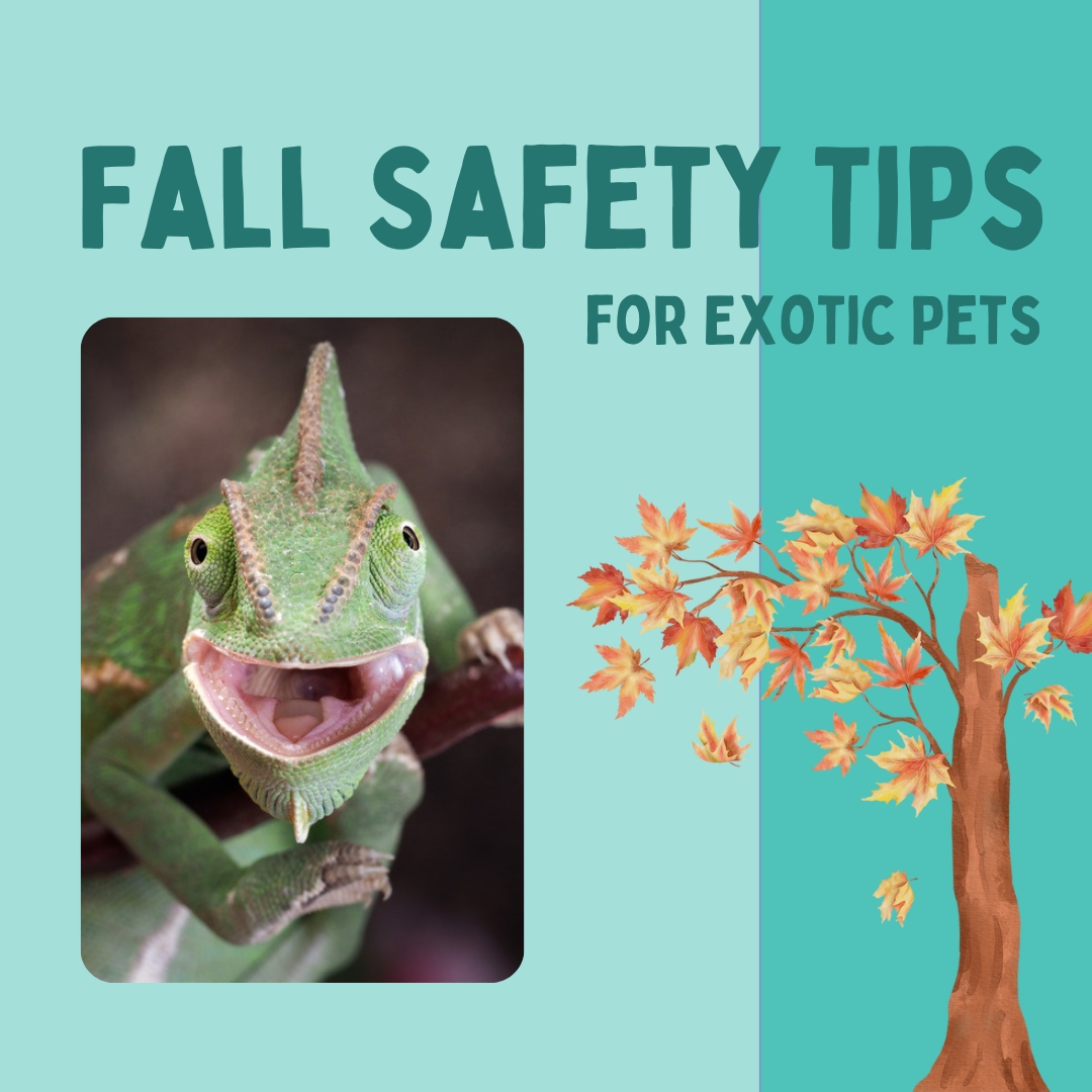 🍂 Fall Safety Tips for Exotic Pets
Cooler weather is here! 🍁 While you’re enjoying the fall vibes, don’t forget to keep your exotic pets safe:
🔥 Check heating + lighting setups.
🍂 Avoid seasonal décor that pets might chew.
🕯️ Be mindful of candles and air fresheners, especially around birds!
🍎 Double-check safe seasonal snacks.
With a little prep, you and your pets can enjoy the season stress-free! 🐦🐍🐇
👉 Want your pet to have the best fall ever? Check out our most recent blog post with more Fall Safety Tips for Exotic Pets. Check it out at birdgirlpetservices.com/blog