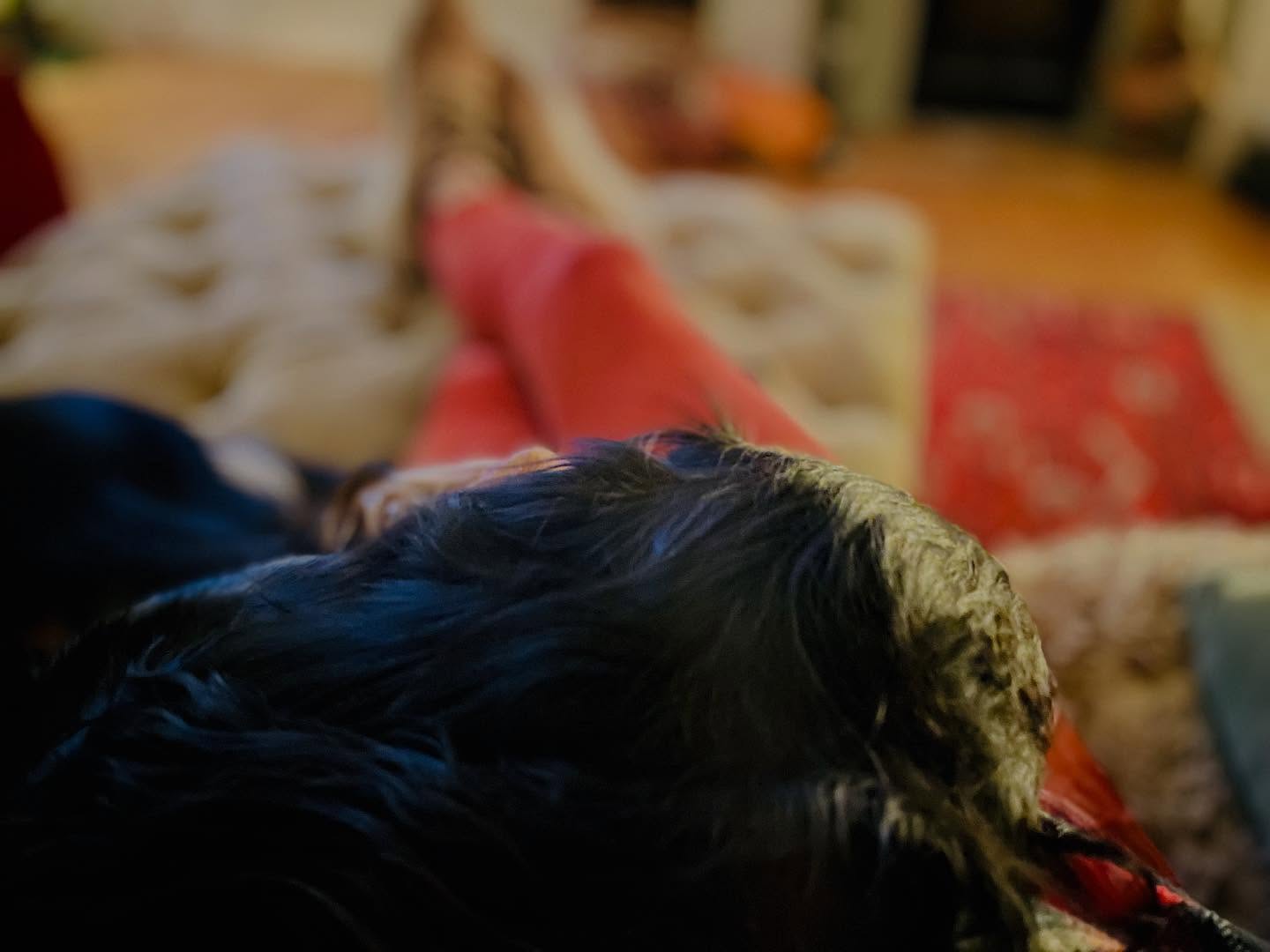 After a great training session, they just wanna nestle up, all tired and happy, brains as full as their little tummies after a nice dinner too. I get the best cuddles after an hour or two of “working” them. Here’s my Jester, who will now be my hot-water-bottle for the rest of the night he’s so happy ❤️❤️