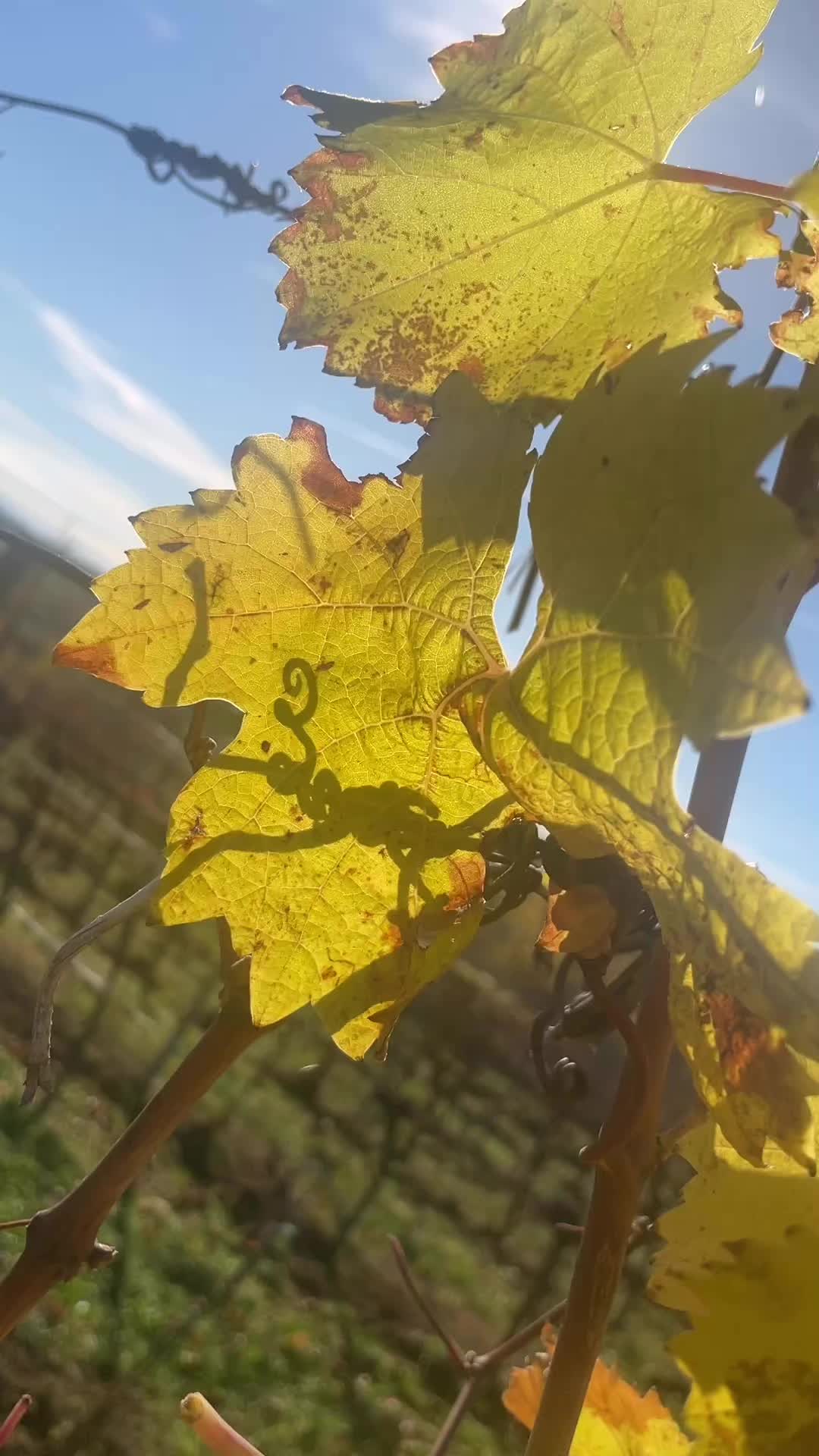 Herbstzauber im Weingarten 🍁🍂 #weingutfleckl #herbstzeit #Weinliebe #weinviertel