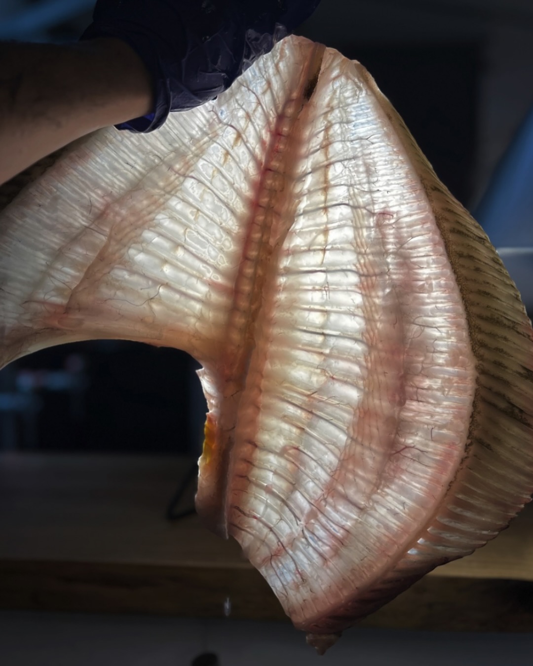 El rodaballo, uno de nuestros pescados predilectos para la brasa.
Sencillez, fuego y mar en perfecta armonía.
Turbot, one of our favourite fish for the grill.
Simplicity, fire and the sea in perfect harmony.
イシビラメの炭火焼。
シンプルだからこそ際立つ、海の旨みと香ばしさ。
#japanesecuisin #seafoodlove #gastronomiajaponesa
#Rodaballo #restaurantejaponesa
#mallorca #マヨルカ #ヒラメ