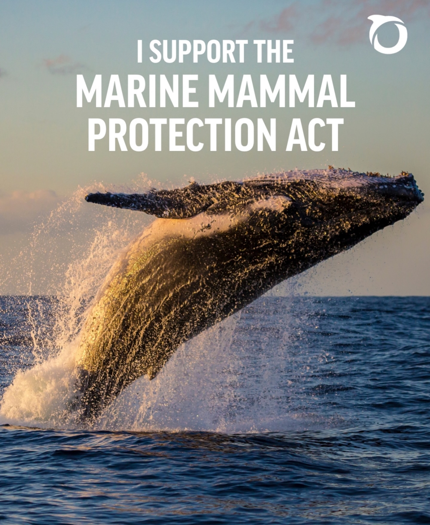 We are joining the campaign with @oceana!
For over 50 years, the Marine Mammal Protection Act has kept animals like dolphins, whales, and sea otters safe.
Since this law was put in place, not a single marine mammal has gone extinct in U.S. waters. Safeguarded from harm, animals have been given a chance to rebound and thrive. ๐
But U.S. Congress is looking to weaken the MMPA.
Tell Congress that we need the MMPA to stay at the #linkinbio. Contact your representatives - every call, email, and text makes a difference. ๐
๐ธ Repost @oceana
#SaveTheSeasSaveOurselves
#MarineMammalProtectionAct #CallToAction #ProtectOurOceans #UpSculpt #MarineMammals #TakeAction #Nonprofit