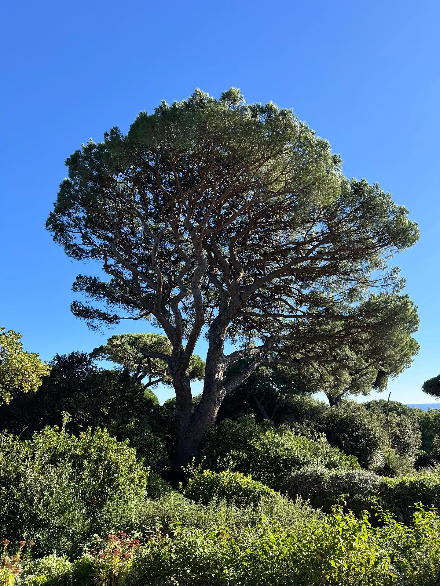 Aujourd’hui nous avons eu la chance d’intervenir sur ce magnifique pin parasol pour lui offrir une taille sanitaire ,cela reste toujours un moment agréable d’intervenir sur des sujets centenaires.
#elagage #arboriste #arboristegrimpeur #treework #treeclimbing @heveaelagage