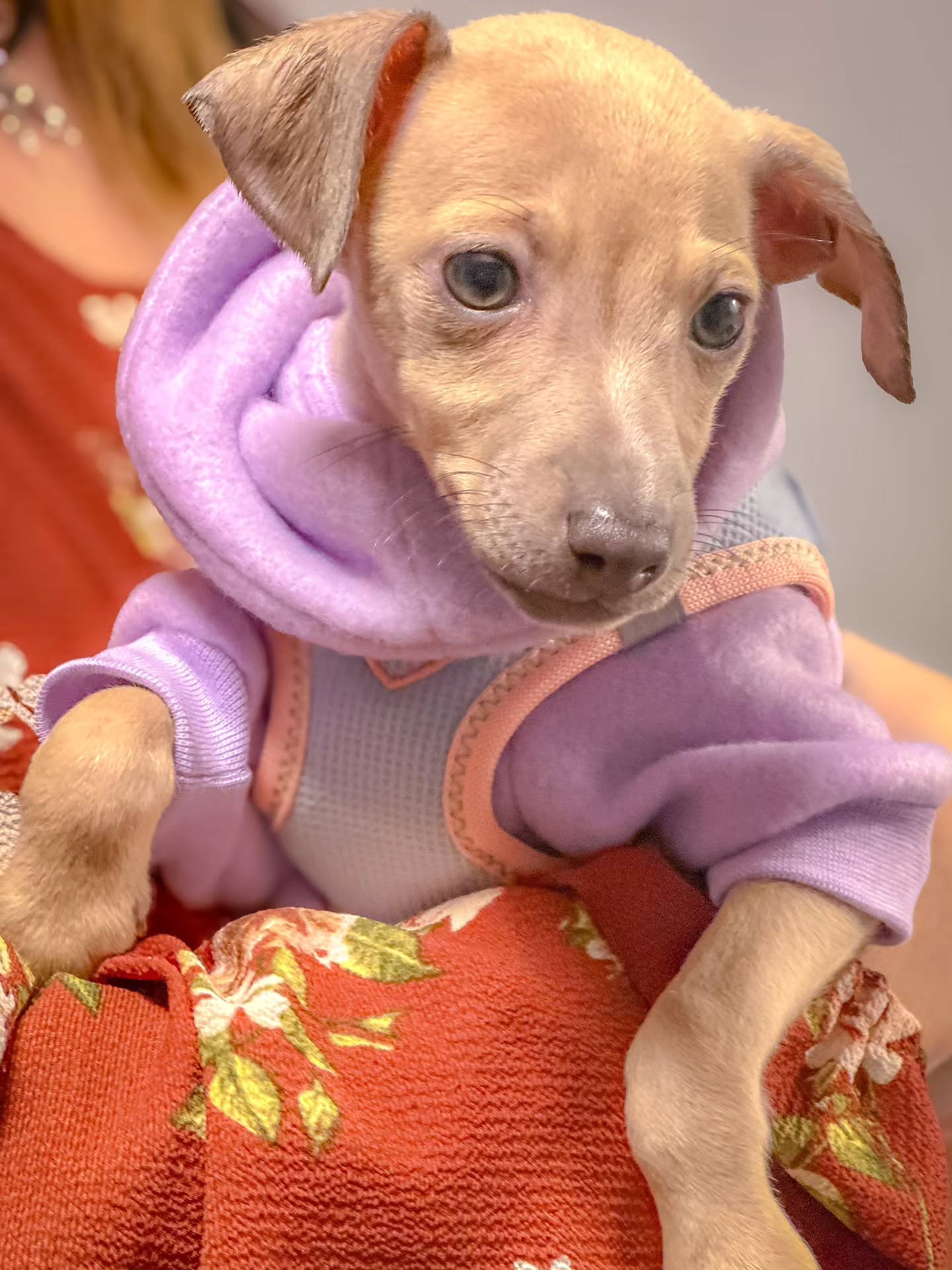 Heute sind wir 8 Wochen🍀❤️
Bueno Bella Bambini
#puppy #italiangreyhound #dwzrv #vdhzuchtstätte