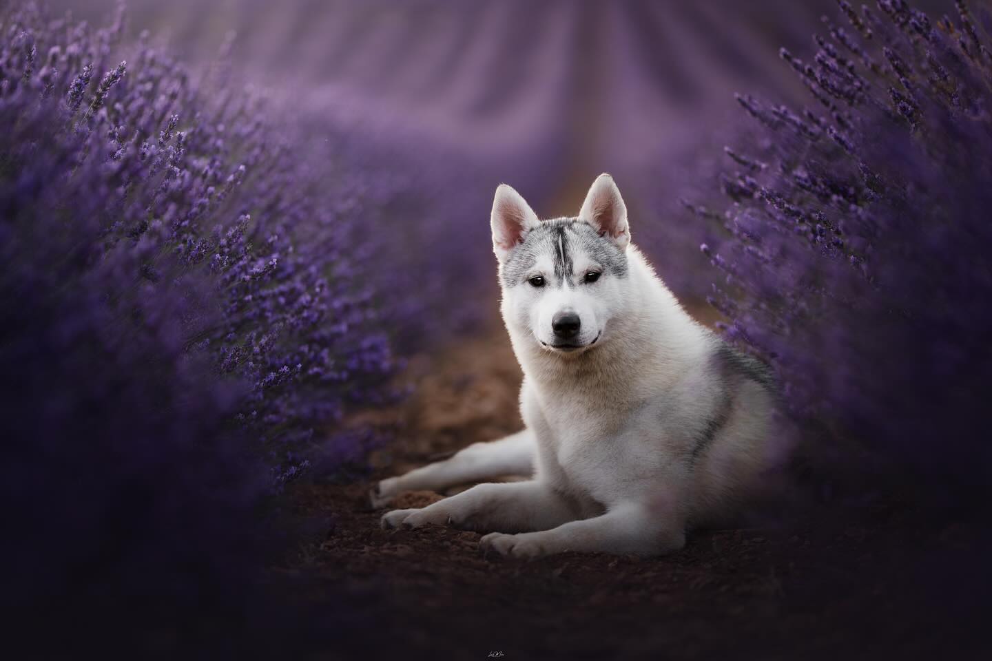 Purple Bloom🌸
Aún no había subido ninguna foto de la lavanda este año y la verdad que fue precioso. Conocí a gente y perrinchis maravillosos y tuvimos unos atardeceres de película.
Os dejo a esta peque que se tumbó preciosa entre los caminitos que hacía la lavanda. Recuerdo que @los_villacharra me dijo: Buena suerte haciéndole alguna foto bonita a esta loca! 😆🤪