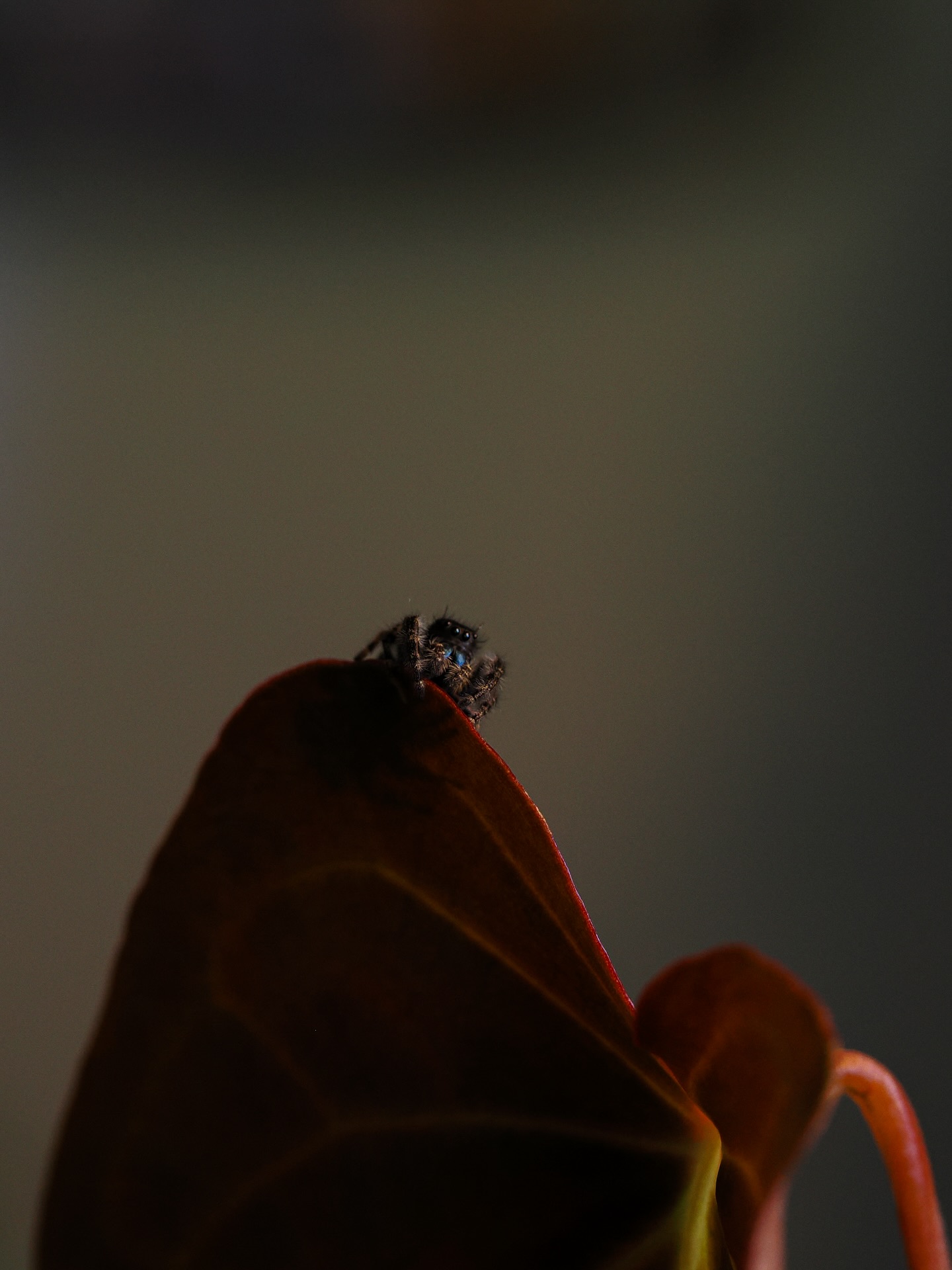 I pulled several plants for repot, and was delighted to have an onlooker, a friend, and an aide! 🥰
He was quite curious and when I offered him a full-time position for pest inspection, he jumped to it quite quickly. Jumping leaf to leaf, occasionally looking at me, as if to say, why aren’t you WORKING?!
Meet my friend and pest manager, Spud. He’s my little potato, haha. No idea if he will stick around, so hopefully he finds joy in the warmth of my home, and maybe something to eat. Although I’d prefer no pest sneak in 🙈☺️
#jumpingspider #spud #pestmanagement #cutiepatootie #bestlittlehelper #macroworld #tinyfriends
