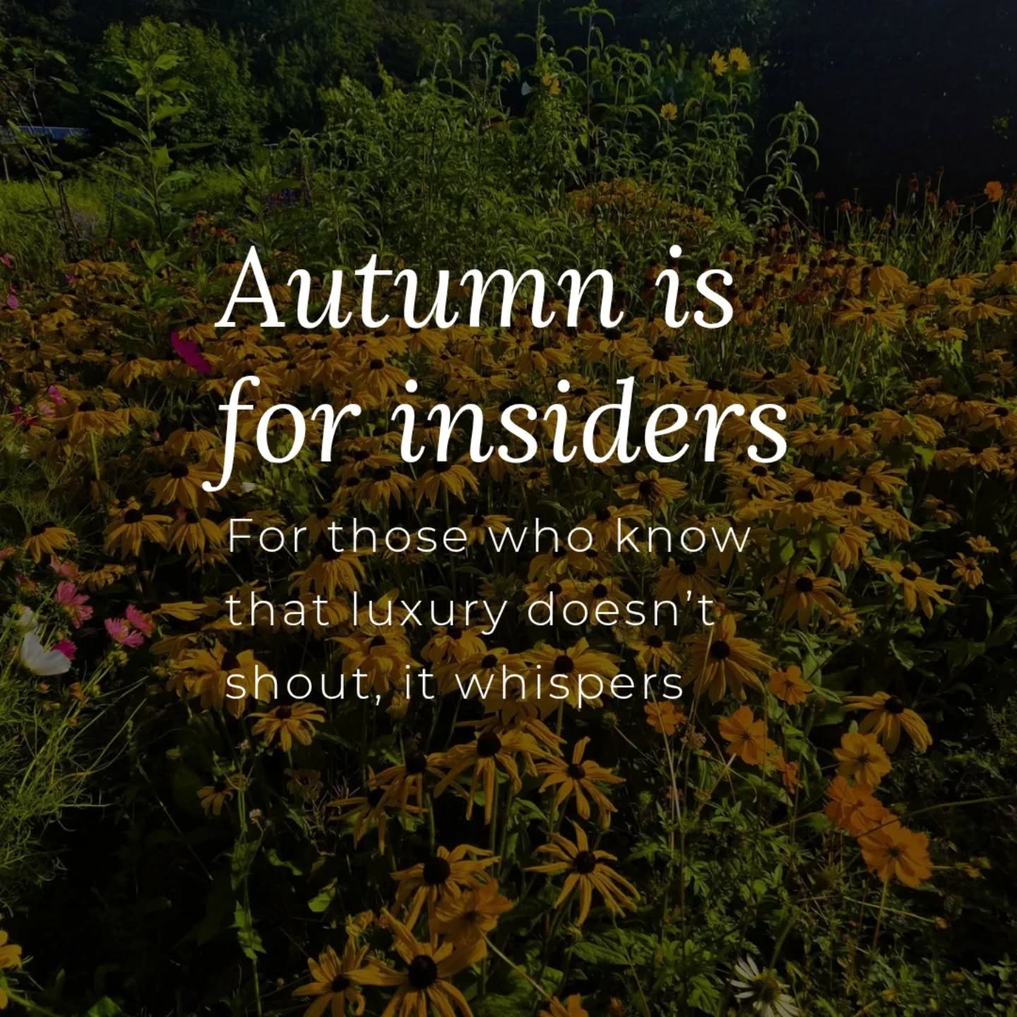 The secret season is unfolding inside Studio Molodi.
A new rhythm. A quiet world of clarity, rituals, and whispered breakthroughs.
If you know, you know. 🕯️
If you’re feeling called to be part of The Current or want a glimpse of The first aid kit for milionaires, send a DM with the word Secret.