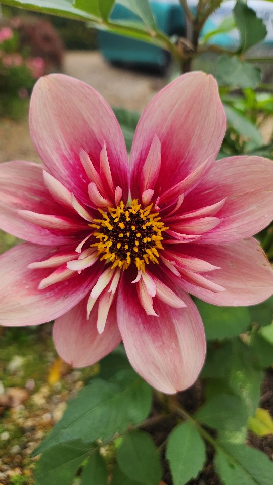 Lots of love for this new seedling, and we couldn't agree more! 🤩🤩🤩
Our absolute fave collarette grown from seed. 🏆🏆🏆
Working name: Smoked Rhubarb.