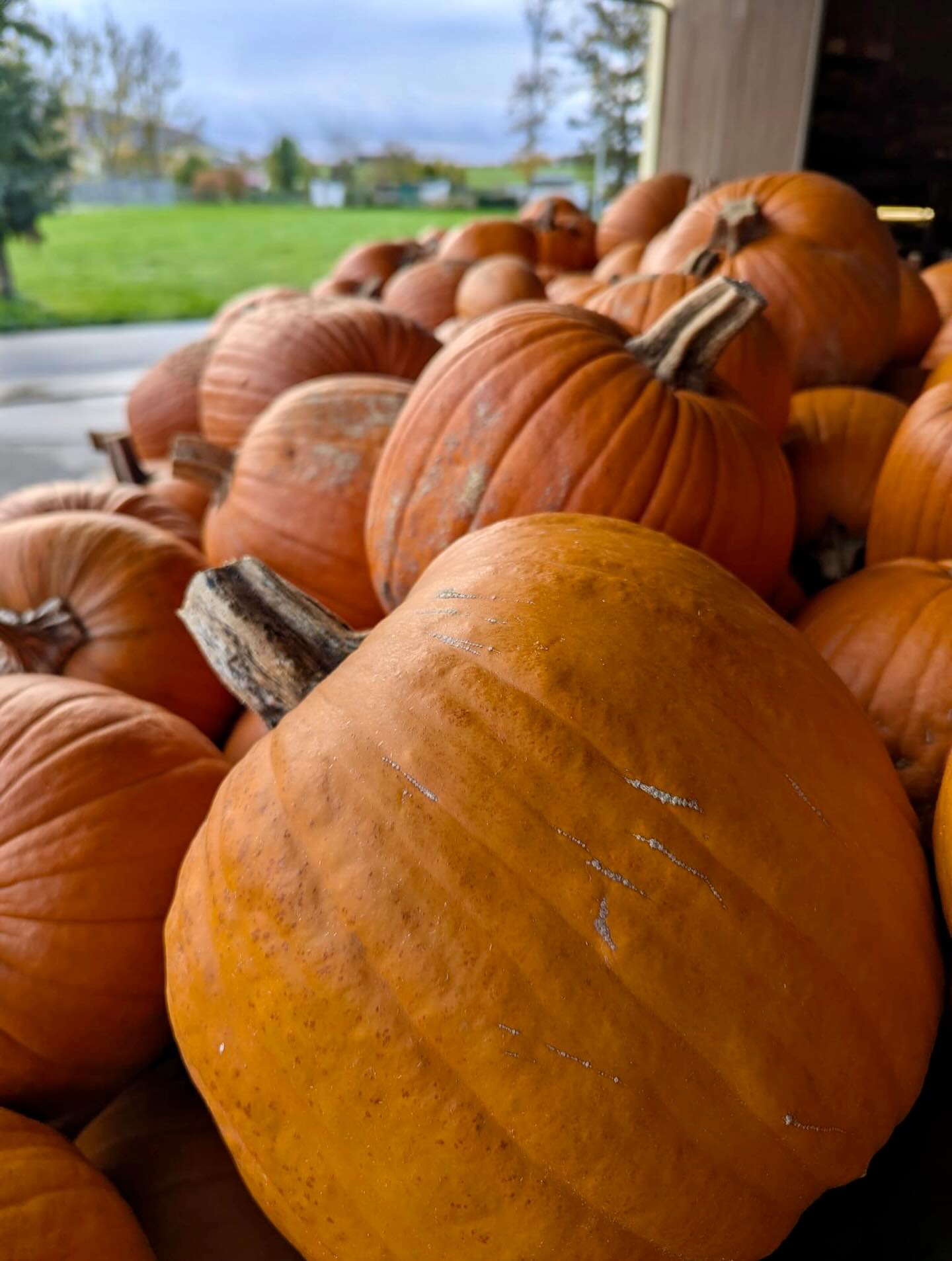 Pumpkin season is our favorite season! 🧡
Bei uns duftet’s nach Kaffee und Kürbis! 🎃☕
Kommt vorbei, genießt ein Stück Kuchen und lasst euch von unseren Halloween-Kürbissen verzaubern. 🪄.
Sichert euch noch schnell euren Lieblingskürbis!
#halloween🎃#hofladen#café#oktober#herbst#heimathungrig#cozyvibes#coffeetime