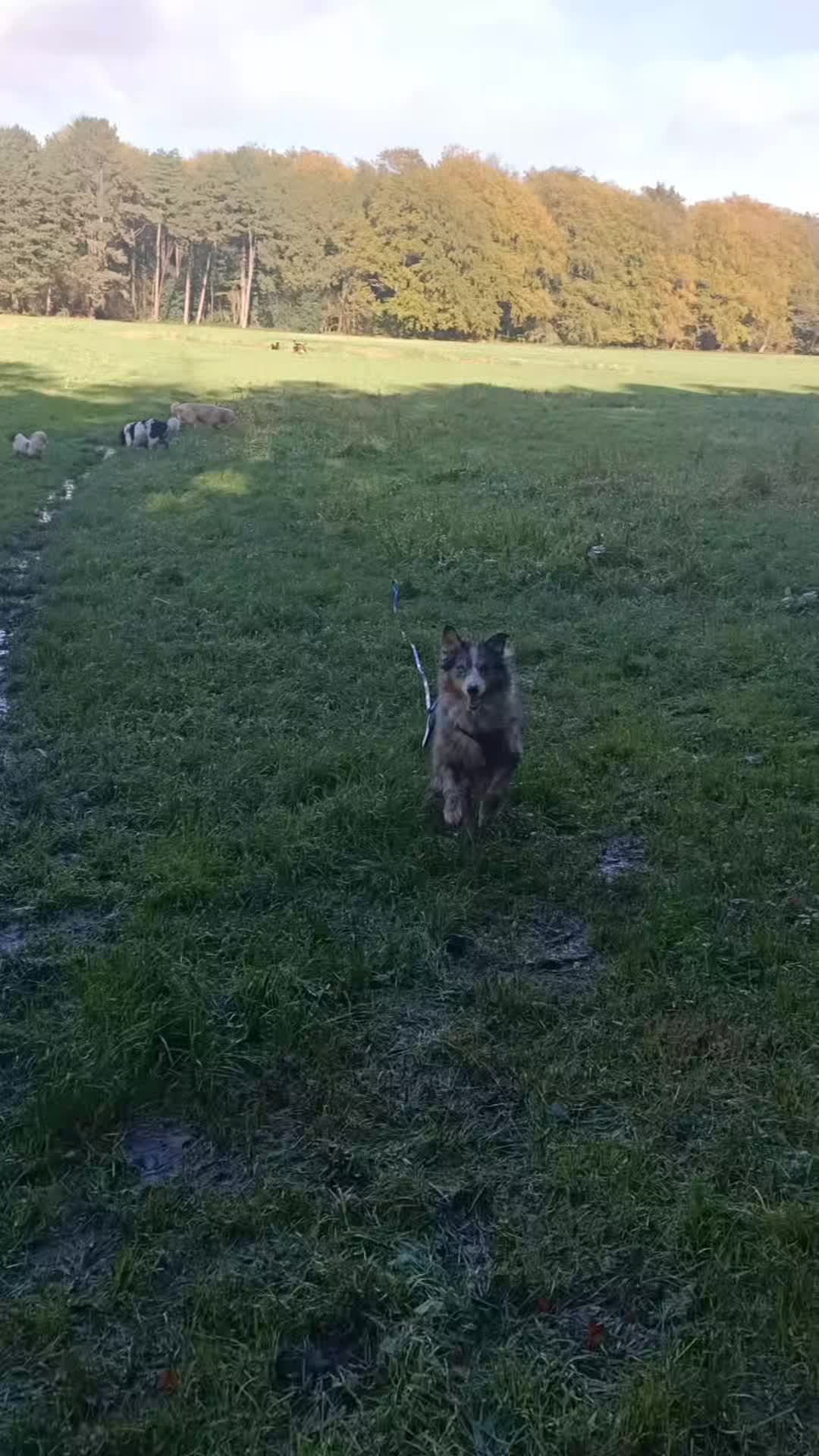 Het is gestopt met regenen maar het bos is nog kletsnat ๐ wel een lekker zonnetje inmiddels!
Met Bo, Blue, Luna, Sjakie, Bobbie, Guus, Diesel en Nova en gastrazers Beer en Noa โค๏ธ๐พ