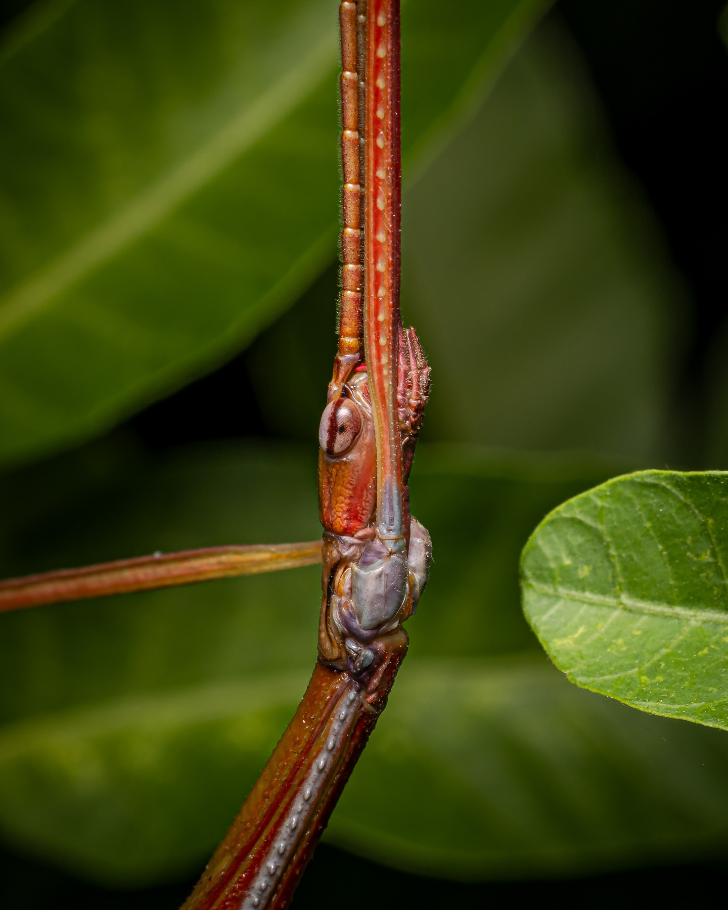 The Red-shouldered Phasmid aka Tropidoderus rhodomus or more simply a stick insect - there’s around 200 species.
Slightly less confrontational than this mornings post. Equally hard to look at.
#ausgeo
#natgeoyourlens
#wildlife #wildlifephotography
#macro #macrophotography
#australia #macrophoto #phasmids
#phasmidsofinstagram
#naturephotography
#cygnustechdiffuser
#canonr5markⅱ #canon #rf100mmf28lmacroisusm
@canonanz @canonaus @canonanzpro