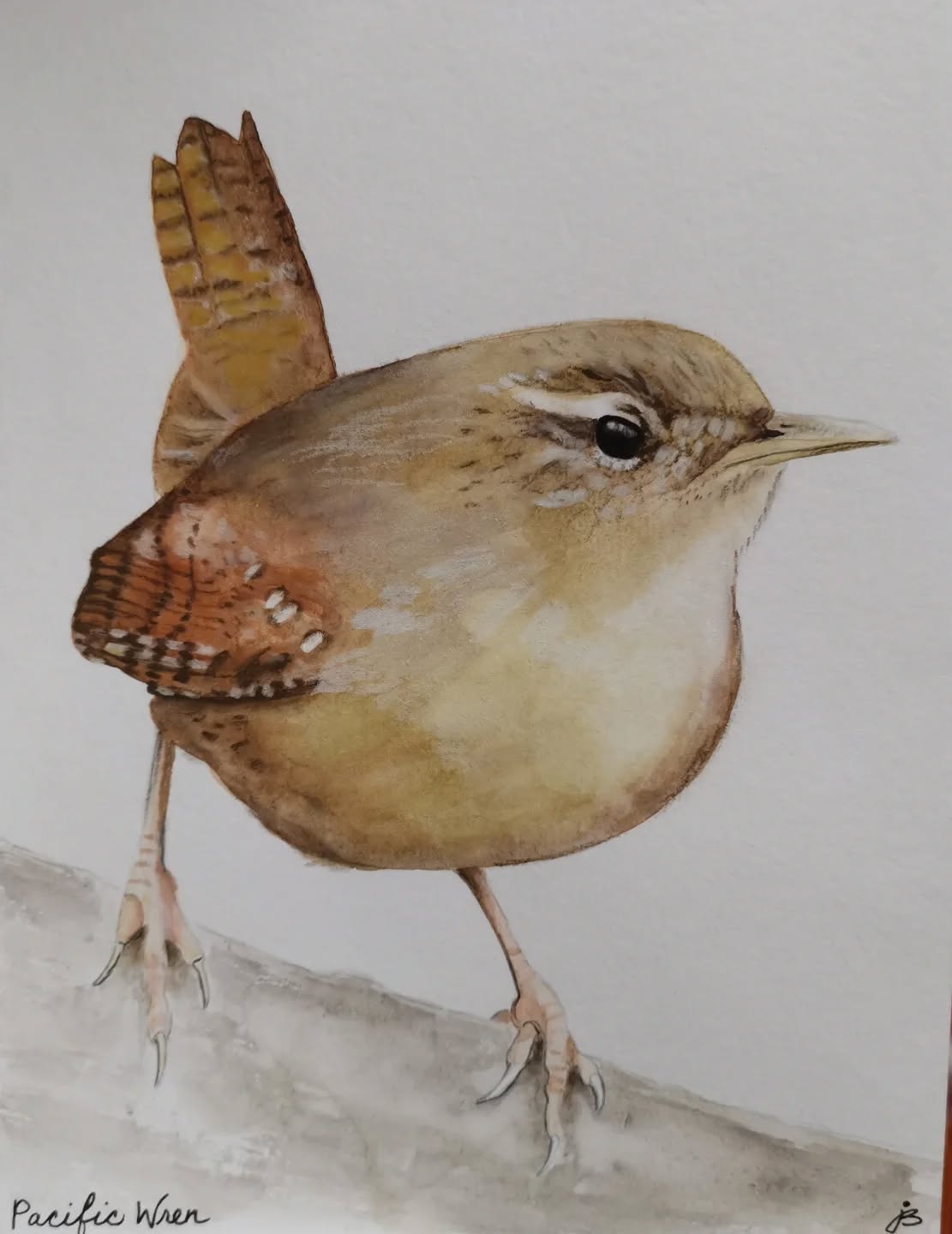 Pacific Ren -watercolor and pastel pencils
Day 26 #Birdtober2025 #birdtober
This year I'm using watercolor, neocolors II, pastel and pencil crayons, charcoal, and gelly roll pens. Whatever floats my 🐦
I'm working on Clairefontaine watercolor paper 5.8x8.3" (A5) cold press paper.
@aholmesartstudio #ilovebirds #bird #birdartist #birdart #birddrawing #birdpainting #birdillustration #birdnerd #birbs #painting #drawing #illustration #birdchallenge #watercolorart #watercolorpainting #pencilsketch #fabercastell #clairefontainepaper