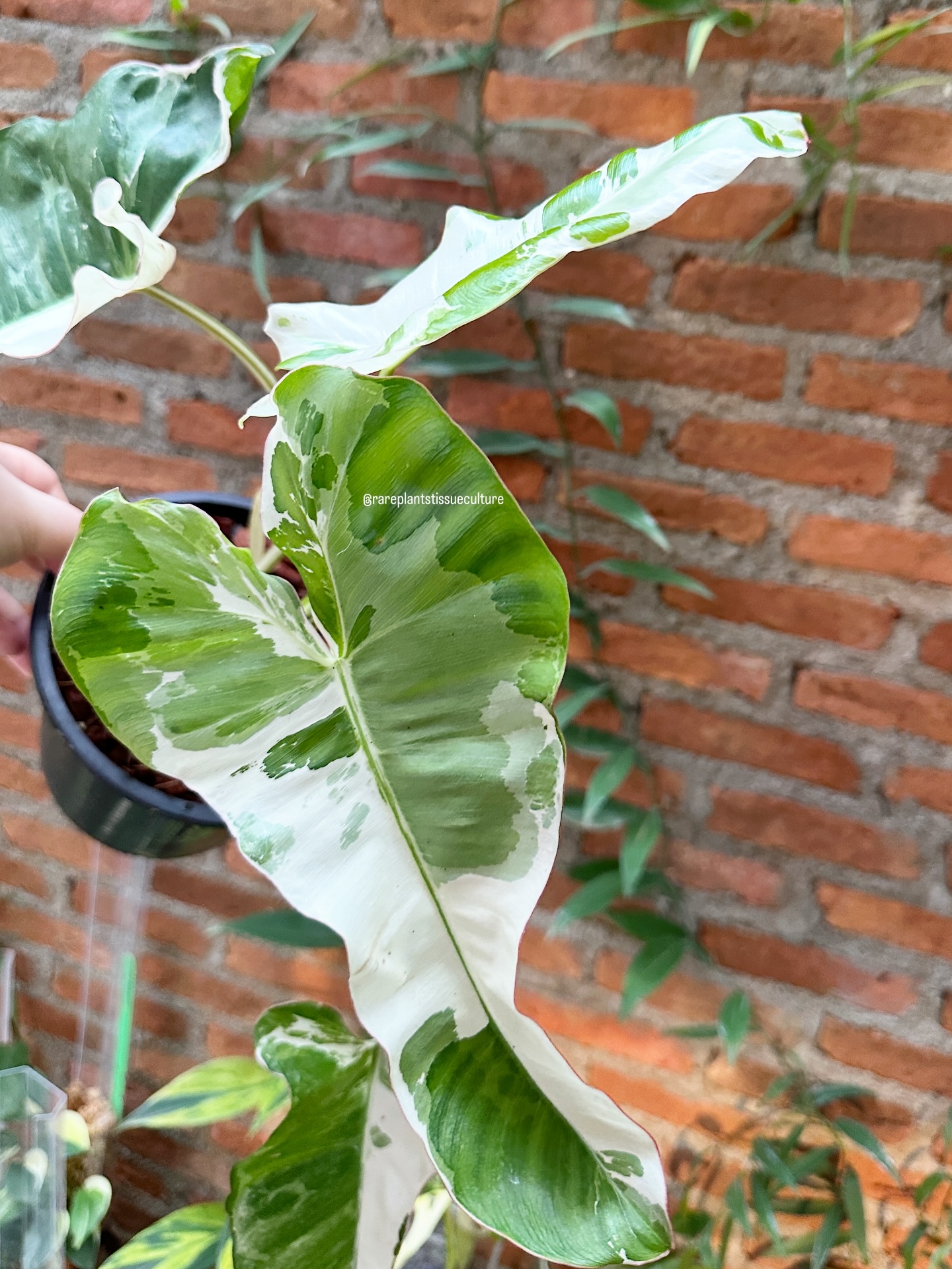 Pretty Philodendron Paraiso albo with pink edges!
Unicorn plants and wholesale potted plants are now available in our shop with prices listed at our website www.rareplantstissueculture.com/wholesale-potted-plants
#philodendronparaisoverde #philodendronparaisoverdealbo #wholesale #rareplantstissueculture
