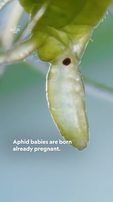 🌿 Ever wonder why pest management matters? Just wait until you see THIS 😳 In the wild world of aphids, they can actually give birth to pregnant babies — meaning an infestation can multiply faster than you’d believe! 🤢
That’s why keeping a close eye on your plants and using smart, eco-friendly pest control is essential. Early prevention saves your blooms, your harvest, and your sanity! 🌸
#PlantCare #GardenTips #AphidAlert #PestControl #NatureIsWild Video repost by Nat Geo #Horticulture #TuBloom #GardeningLife #GardenScience #EcoFriendlyGardening #UrbanGardening #OrganicGardening #GreenThumb #GrowWithTu #PlantParenthood #InsectFacts #NatGeoRepost #Botany #GardenInspiration #tubloom