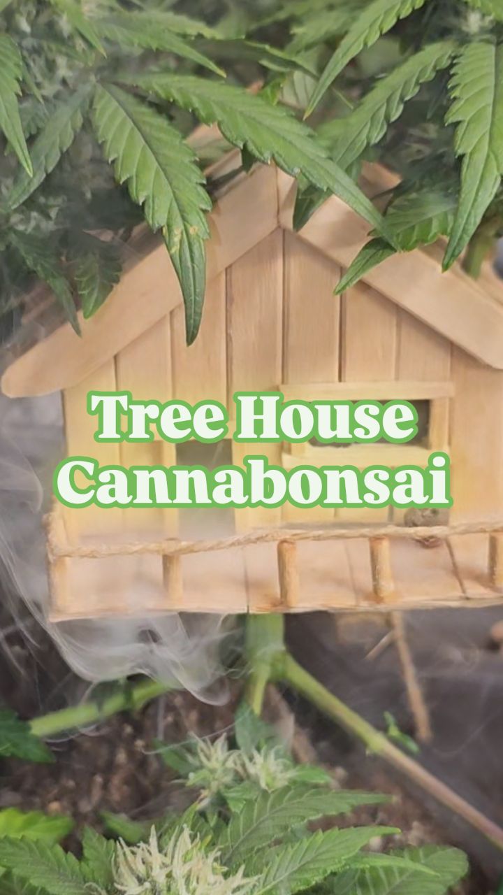 Built a tiny treehouse for my cannabonsai because every bonsai deserves a view!
Watch me bring this miniature dream to life, full build is up now on YouTube
I still have the tree house can't wait to use @_mephistogenetics 🌱 on my next tree house grow
Use code cannabonsai for 10% off your next grow!