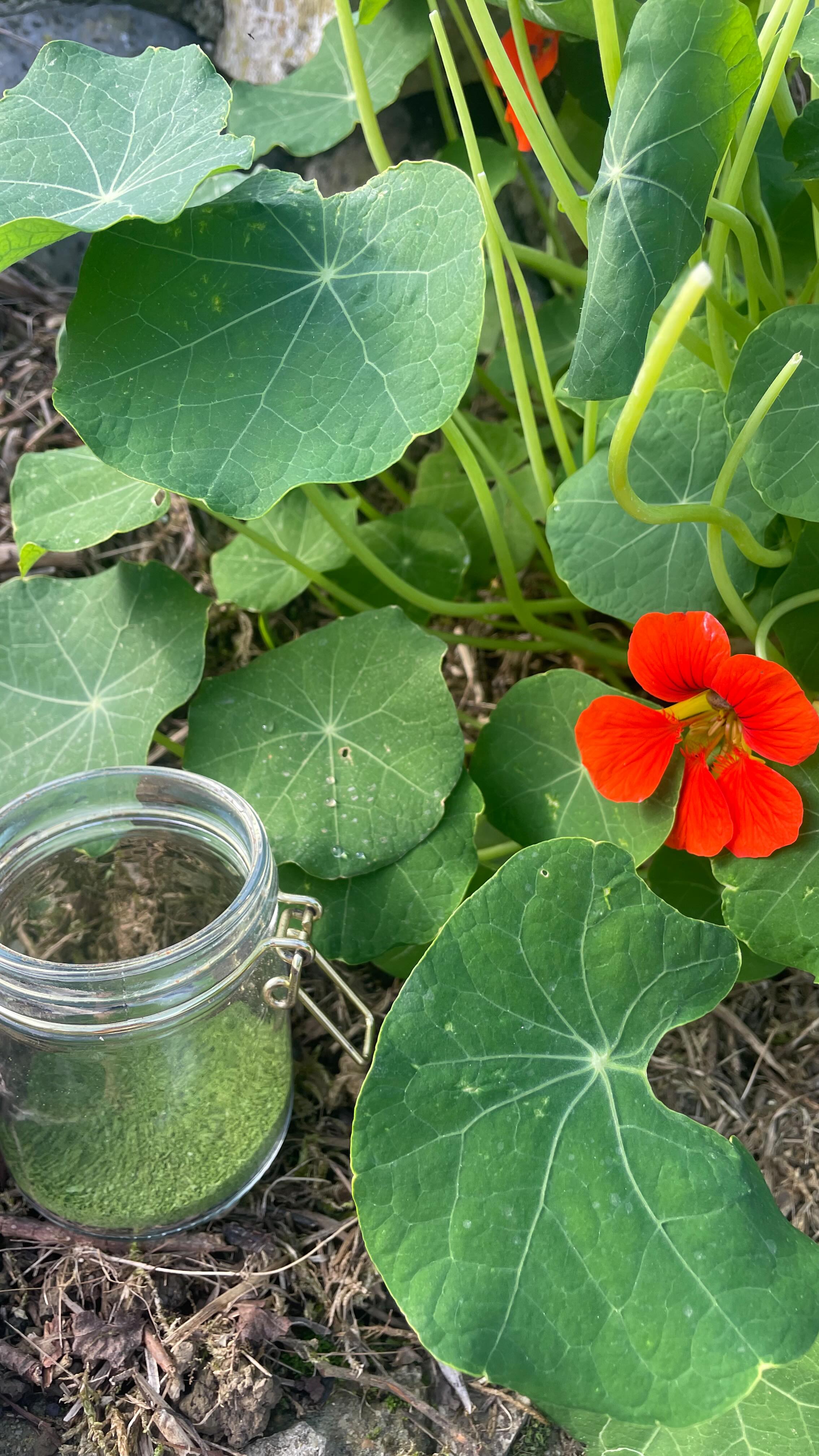 J’ai testé le wasabi de Capucine 🌸 et franchement c’est pas mal même s’il va falloir encore quelques récoltes pour remplir mon pot. 🤭
Du jardin à l’assiette.
Ralentir.
Reliance au végétal.
Magie aromatique.
Prépare au @hameau.sauvage.
tu connaissais ?
#Wasabisauvage #recette #hautespyrenees #wildsoulyoga #capucine