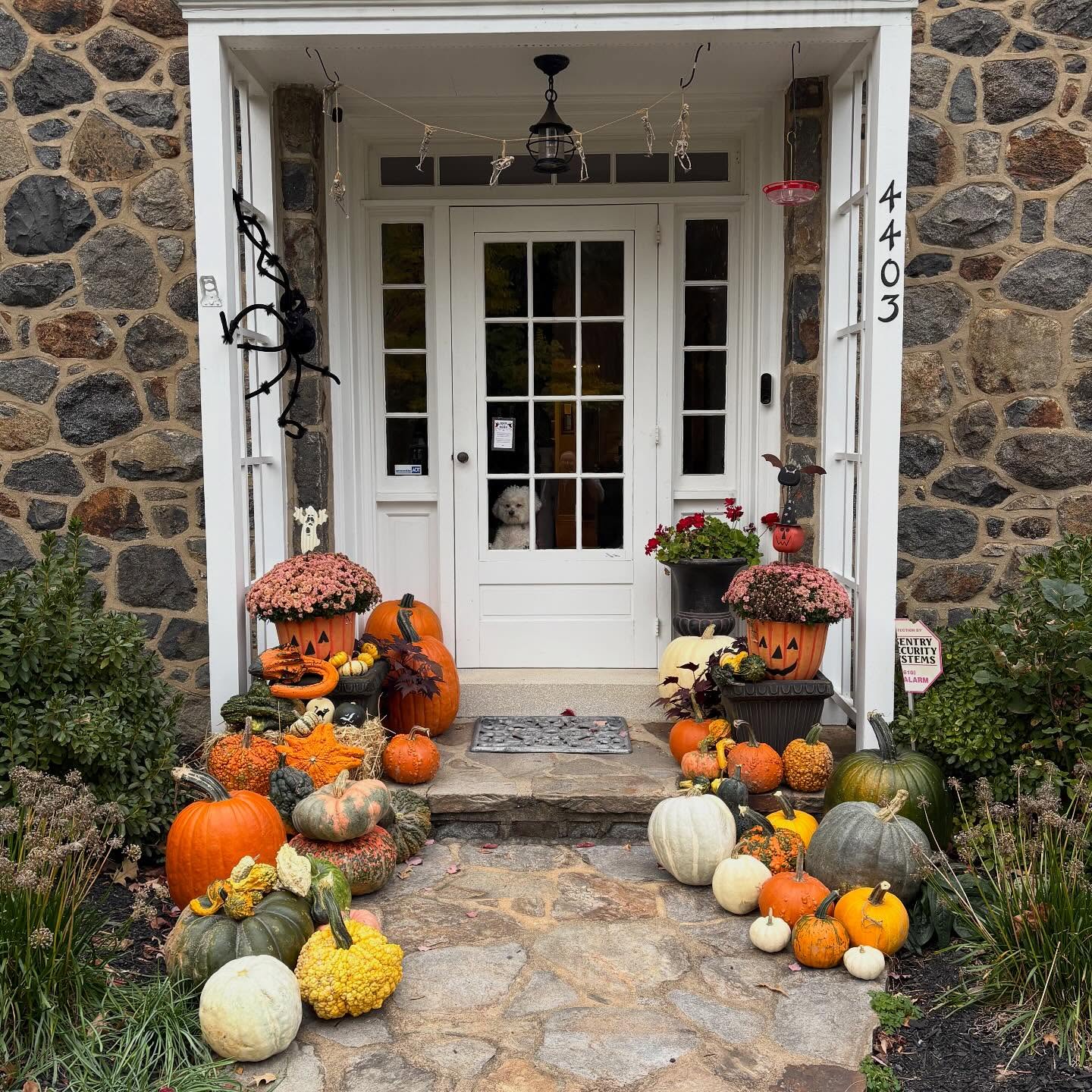 Our pumpkins found their perfect spot ๐งก
#CountryLiving #PumpkinPorch #PickYourOwn #DogFriendly #MonroeTownship #PumpkinPatch #Pumpkins #PumpkinFarm #PumpkinPicking #NewJersey #RedWagonFarm #RedWagonFarmNJ #MiddlesexCounty #NJFun #NJPumpkinPicking #NJPumpkinPatch #NJFamily #FallFun #FarmLife #FallVibes #AutumnAesthetic #FallSeason #PumpkinSeason #OctoberVibes #HelloFall #FallFeels #AutumnVibes #FYP