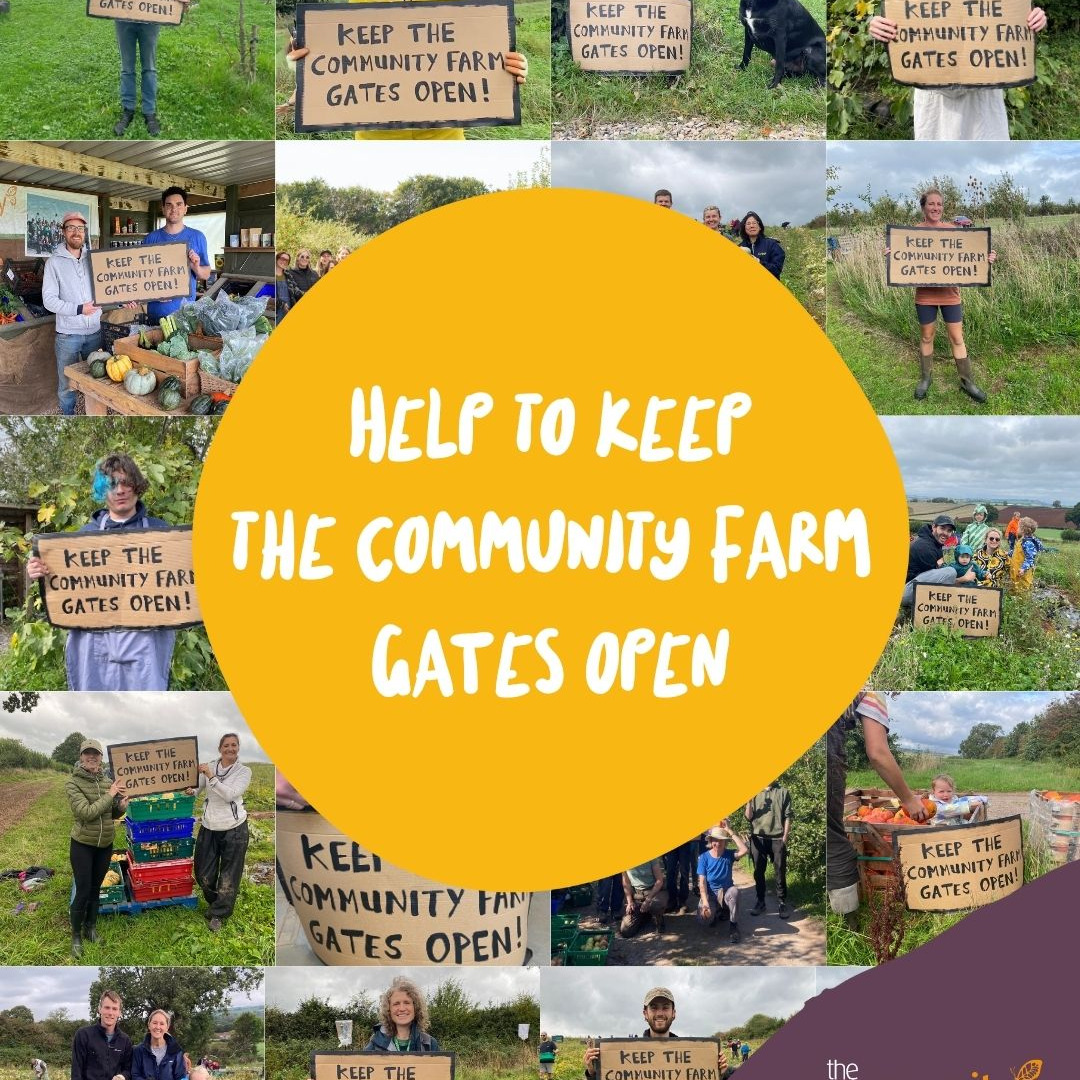 Help support @thecommunityfarm ’s crowdfunder!
They need £50,000 to keep their farm gates open after 15 years of building a better local food system: growing climate-friendly food, supporting nature, and bringing thousands of people together to learn, connect, and take action for a better future! Due to a sharp drop in grant funding they are now at risk of closure. Please support them and share. Link in bio.
#keepthefarmgatesopen #betterfood #localfoodsystems #communitysupportedagriculture #sustainablefarming