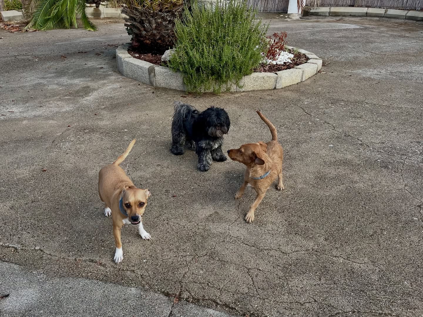 #cuidadoresdeperros #madrid #mascotas #españa #igersmadrid #perros #dogs #dogsofinstagram #perrospequeños #dogslife #dogfriend #fotosdeperros #comoencasa #vacaciones #doglover #pomeranian #chihuahua #caniche #bichón #bichonmaltes #shitzu #shitzulovers #pomerania #pomeraniaespaña #teckel #otoño