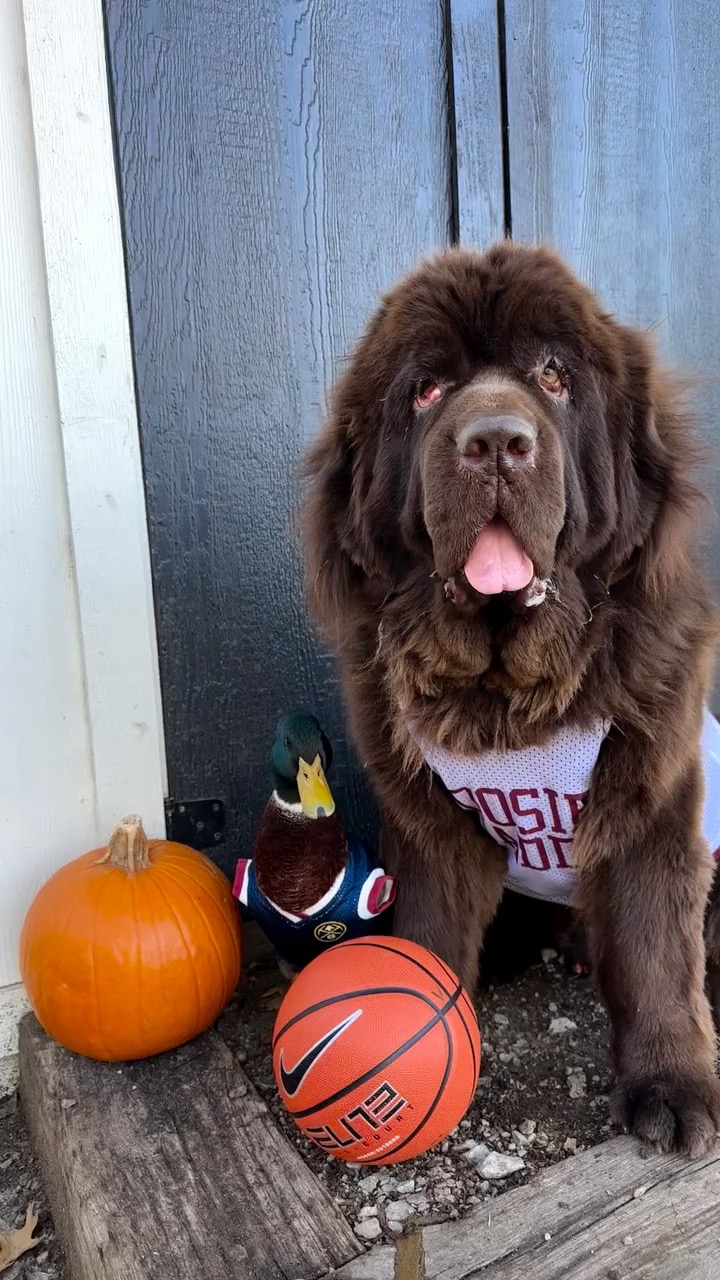 A little throw back to start off Halloween week! 👻🏀
#basketball #halloween #dog #duck #ducksofinstagram #dogsofinstagram