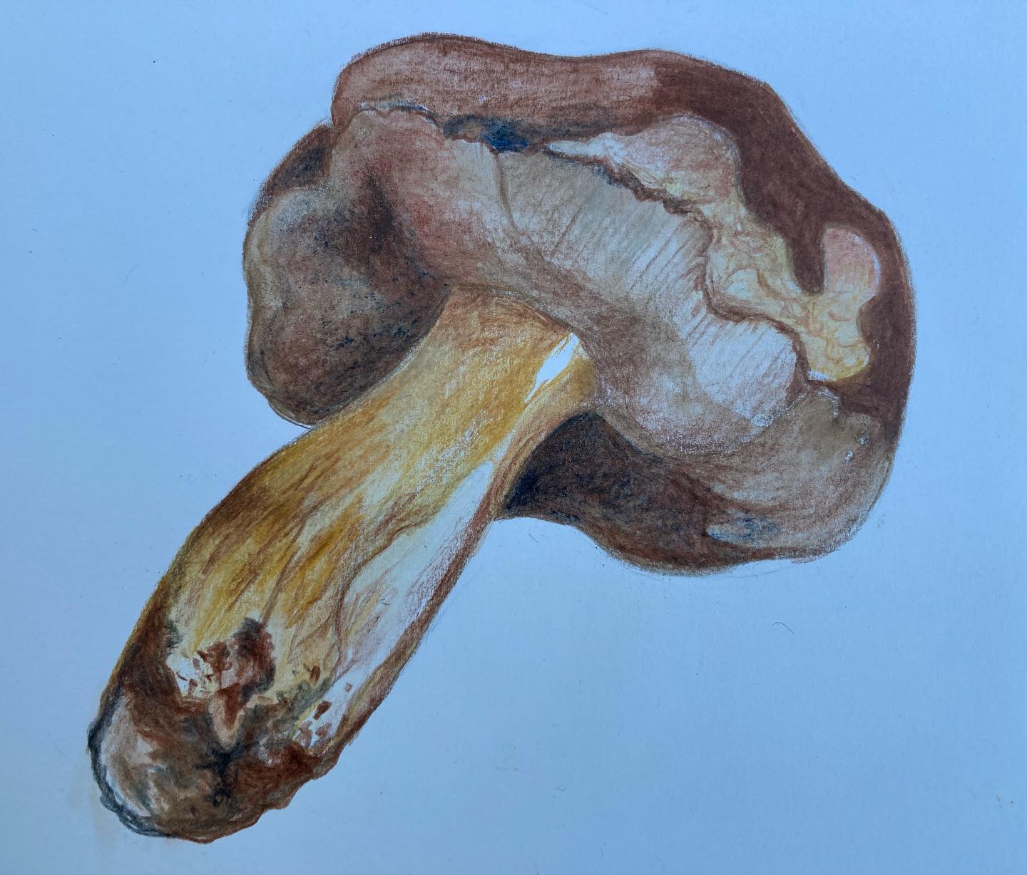 Le cèpe, selon la Diététique Chinoise!
Un dessin perso, ma recette préférée!
.
Il est dit, selon les règles du Tao, que plus un aliment, animal ou végétal, sera proche de son aspect naturel (le cèpe est un champignon sauvage), plus son potentiel, son « Jing » sera fort pour tonifier notre propre « Jing » (Essence).
Le cèpe est de nature tiède, de saveur insipide: il tonifie le Qi, voir le Yang et le Jing. C’est un grand remède contre la fatigue, un bon tonique général et il a, comme le champignon Shiitaké, une bonne action pour renforcer l’immunité et équilibrer le système nerveux. Il détend les tendons et les muscles, active les méridiens.
Grâce à sa saveur insipide, il élimine l’Humidité, surtout en cas de douleurs articulaires. Il stimule le transit et favorise les selles.
C’est une source importante en antioxydants, ainsi qu’en vitamine D
Pour la petite histoire, les champignons sauvages remplaçaient souvent la viande dans les pays de l’Est car, en effet, ils contiennent 2 fois plus de protéines que la viande!
.
Ma recette préférée: le gratin dauphinois aux cèpes!
#cèpe #cèpes #champignons #champignonssauvages #bienfaits #bienfaitsanté #aliments #alimentsanté #mushrooms🍄 #funghiporcini🍄 #funghi🍄 #dietetique #dietetiqueplaisir #dietetiquechinoise #mtc #madreperlamtc