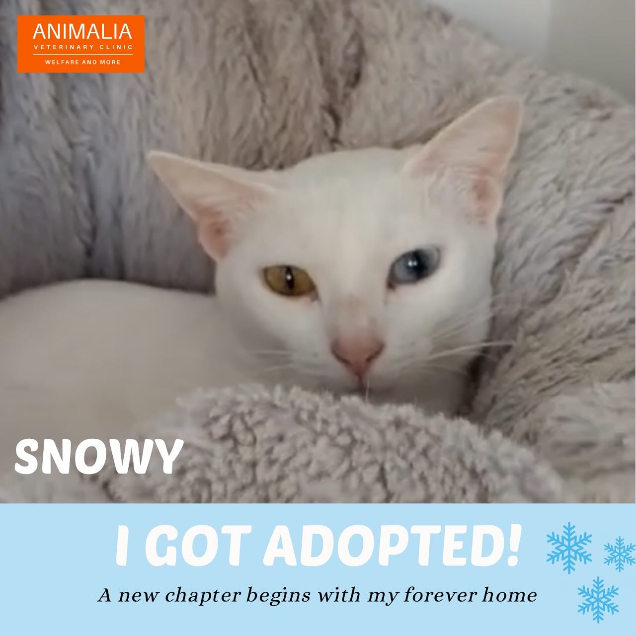 #animaliauae #uae #loveuae #cats #animals #animalwelfareinschools #communitycats #animalrescue #abudhabi #animalcare #vetclinic #veterinaryhospital #veterinaryclinic#mastersurgeon #surgery #adoptdontshop #catadoption #education #animaliapaws #animalwelfareabudhabi#animalwelfareeducation #youthprograms #sustainability #yearofcommunity #uae2025 @dofeuk @animaliauae