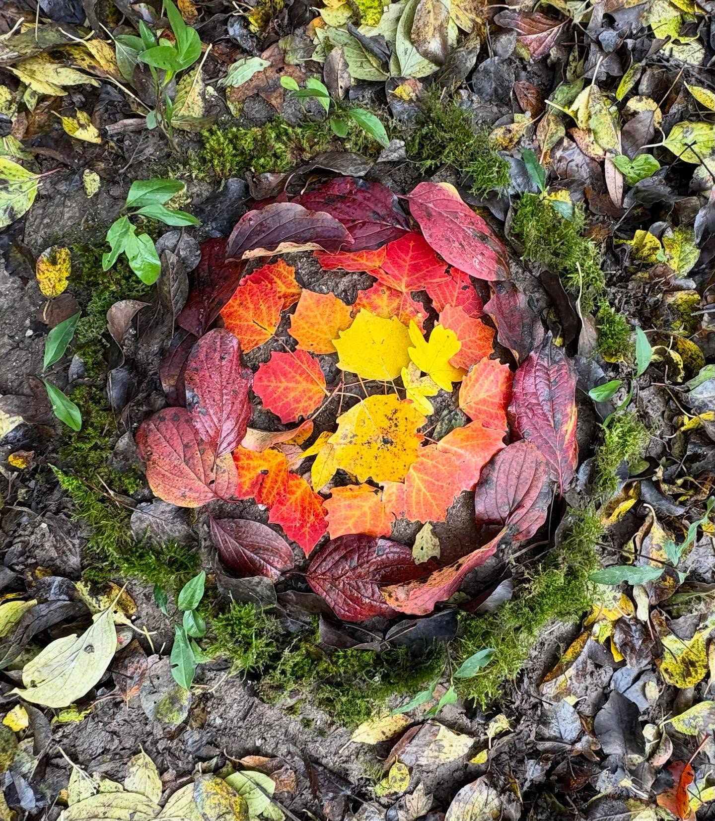 Have you been outside lately to creat with the fall leaves? These curious teachers in Slovenia create designs in the woods with natural objects.