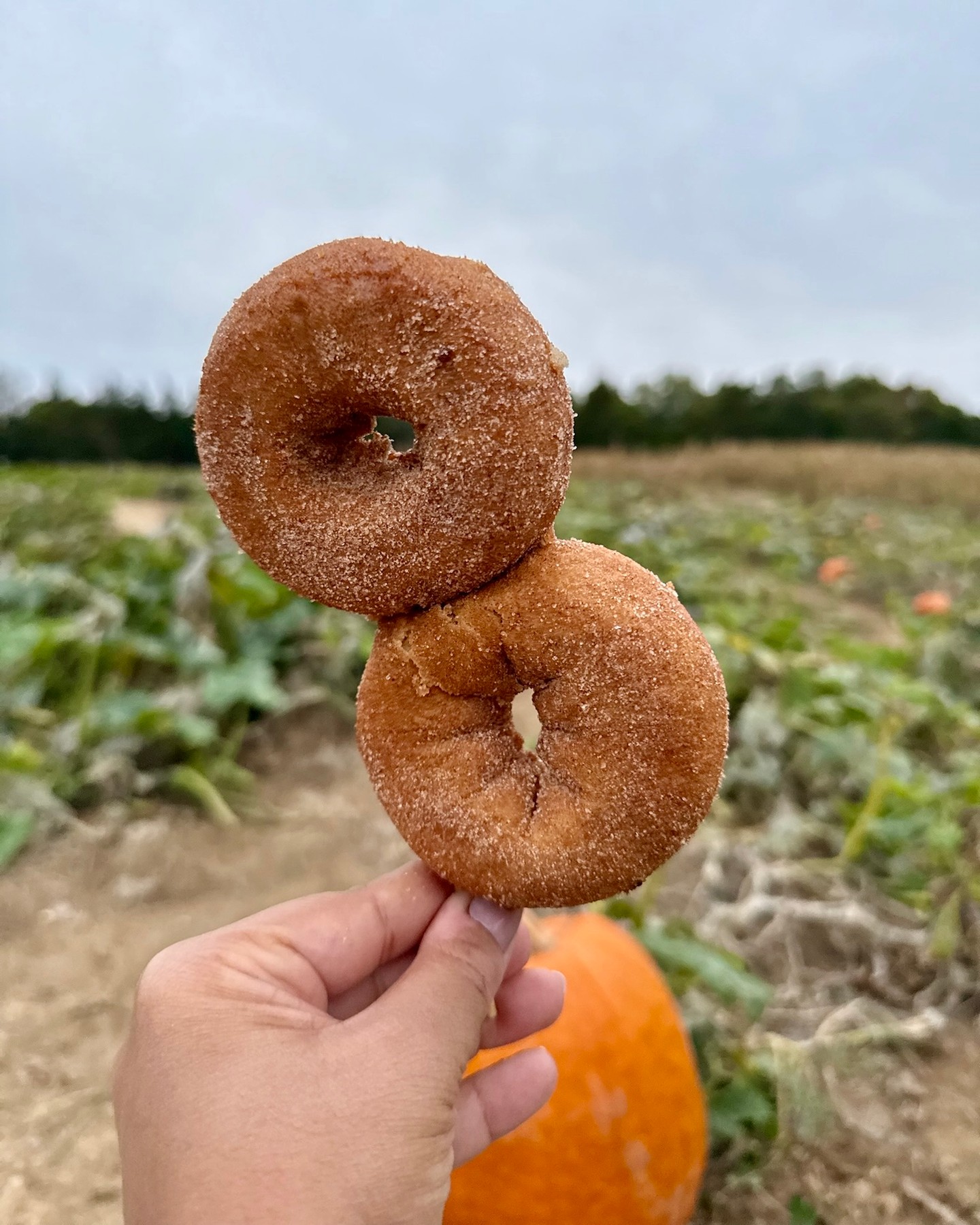 Today is the day! Our Halloween Carnival/final day of the season is 10am-5pm. 🎡🩵🎃
Tickets: bloomsdalefunfarm.com 🎟️